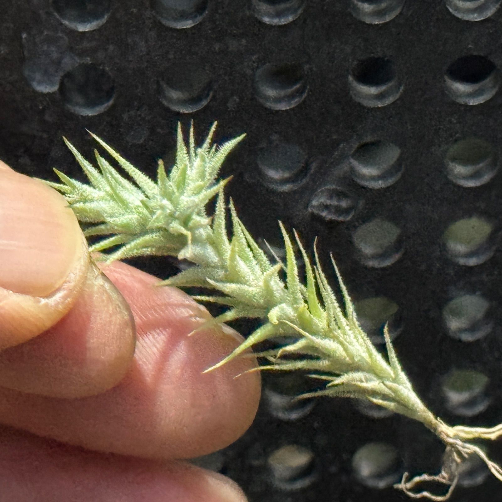 現品＊ネコポス匿名＊チランジア トリコレピス Tillandsia tricholepis