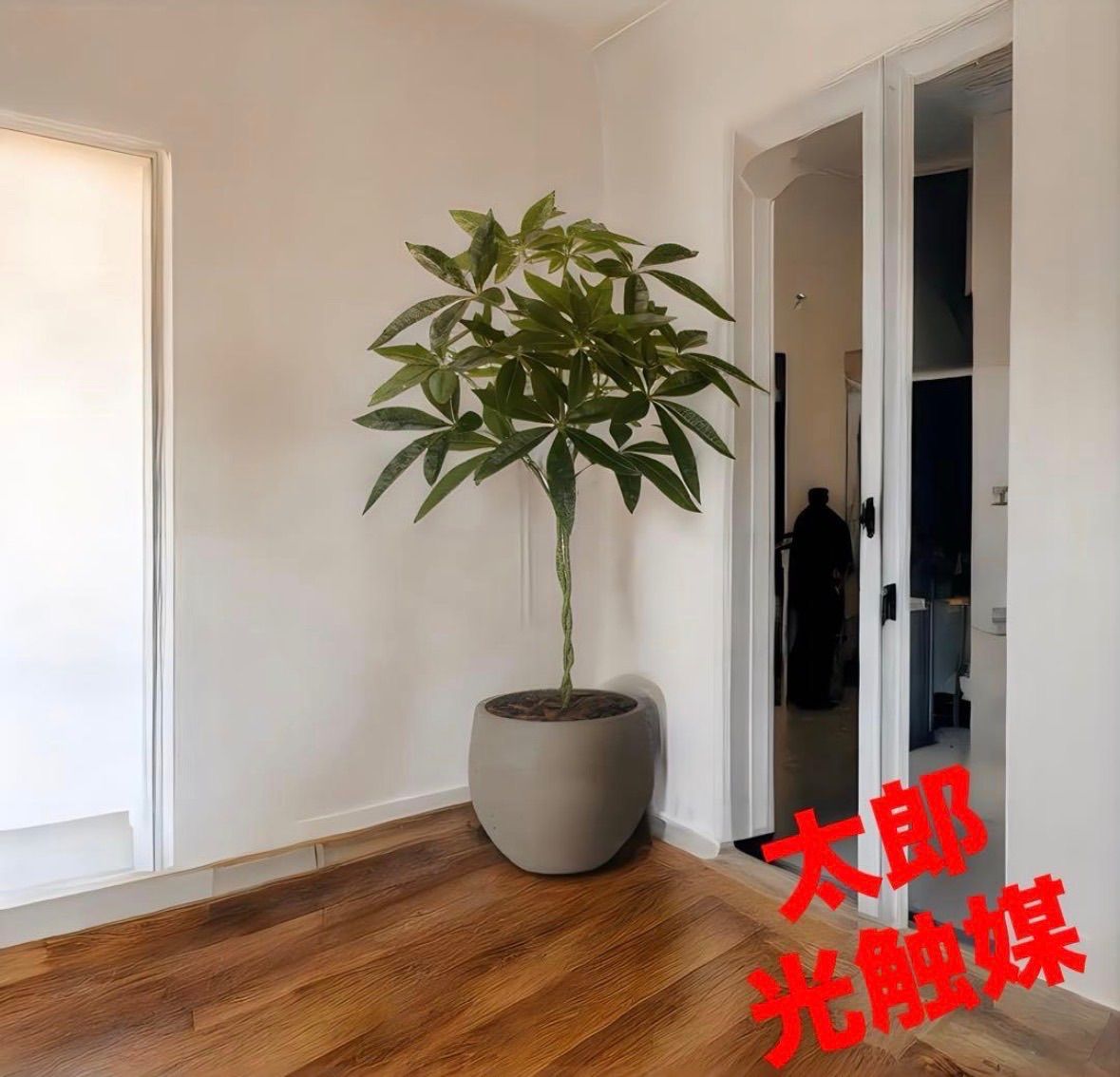 光触媒　人工観葉植物　ウォールグリーン　フェイクグリーン　ナチュラルパキラ90@@