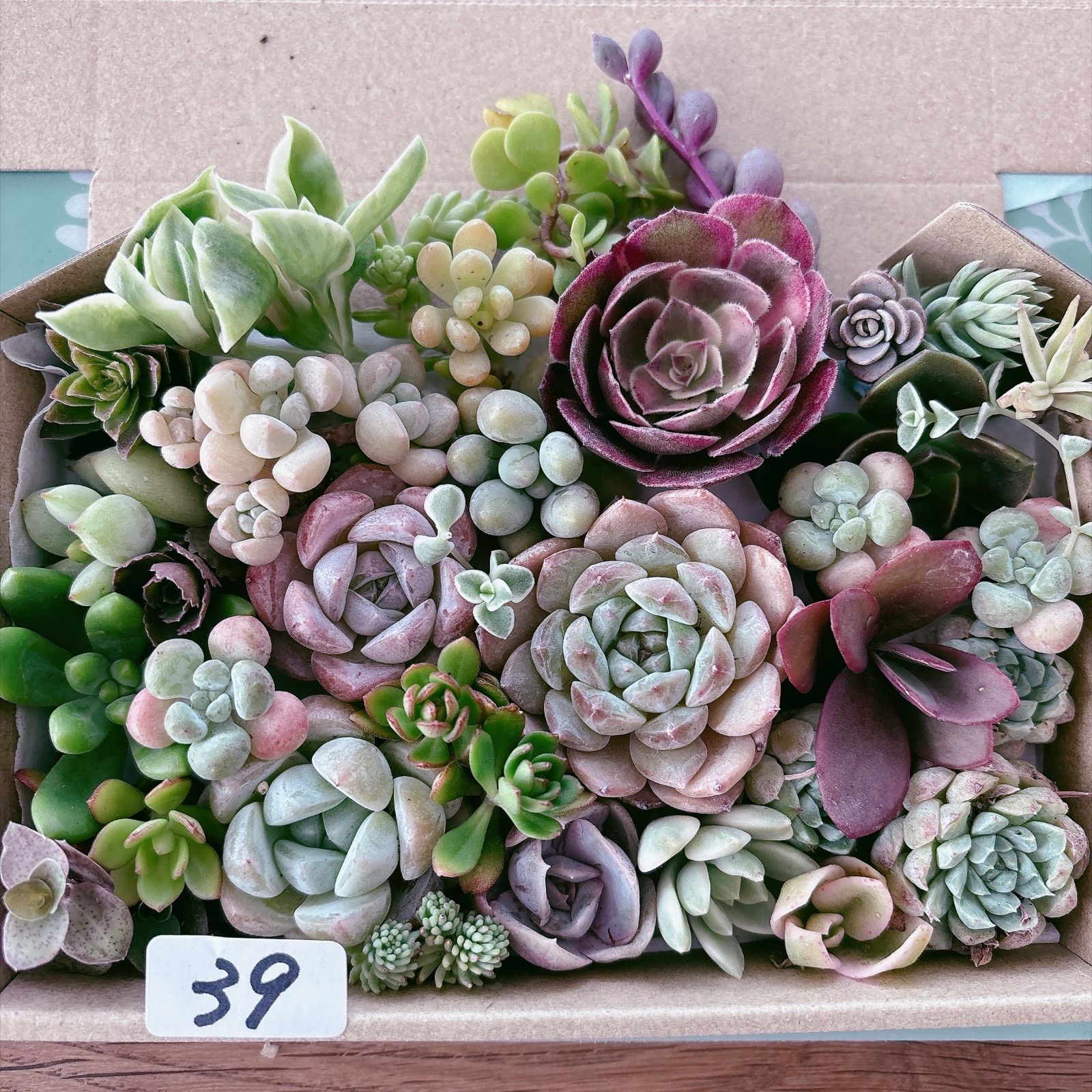 39 多肉植物寄せ植えセット アエオニウム入り - メルカリ