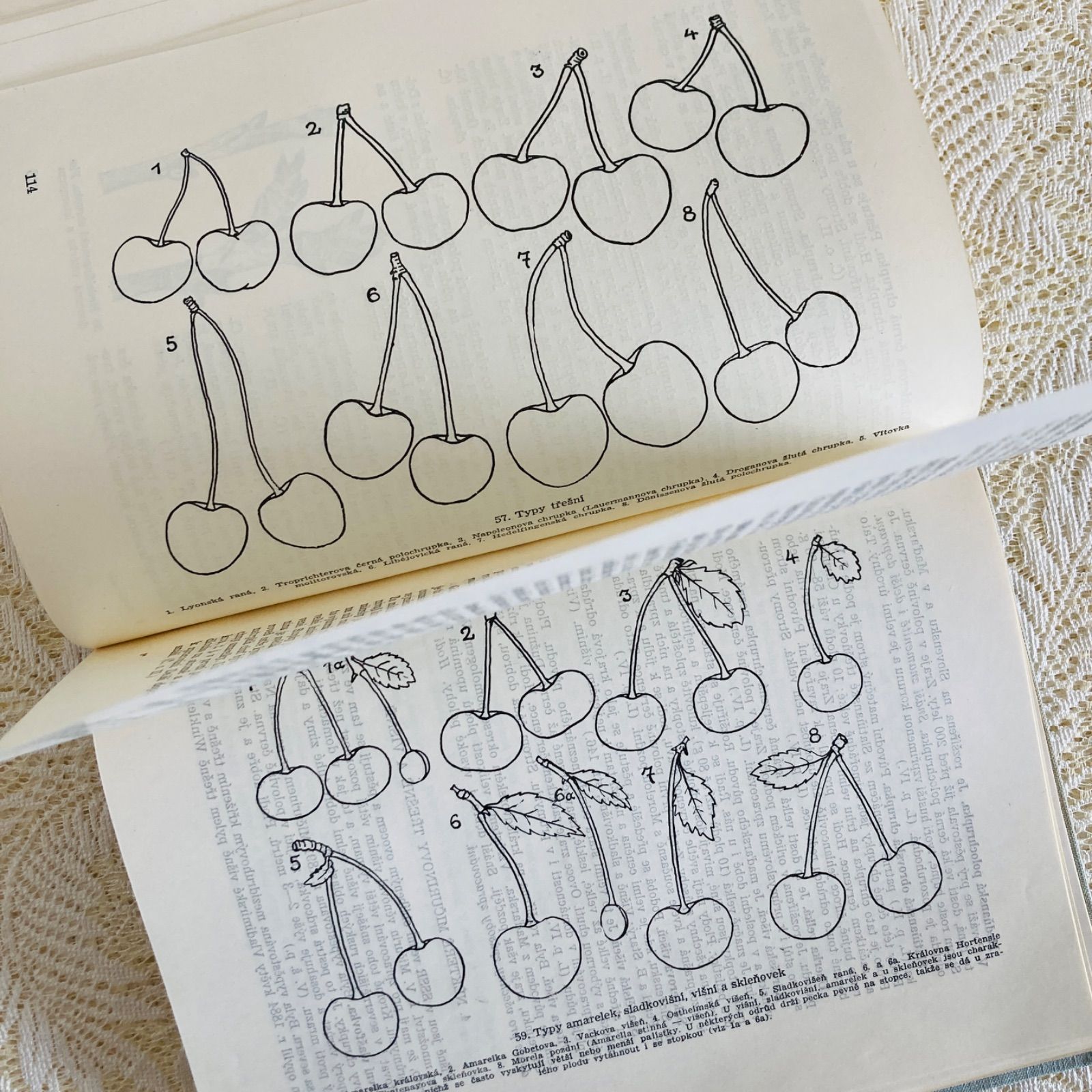 チェコのヴィンテージ果実図鑑 Pomologie 1953年初版 やわらかく写実的