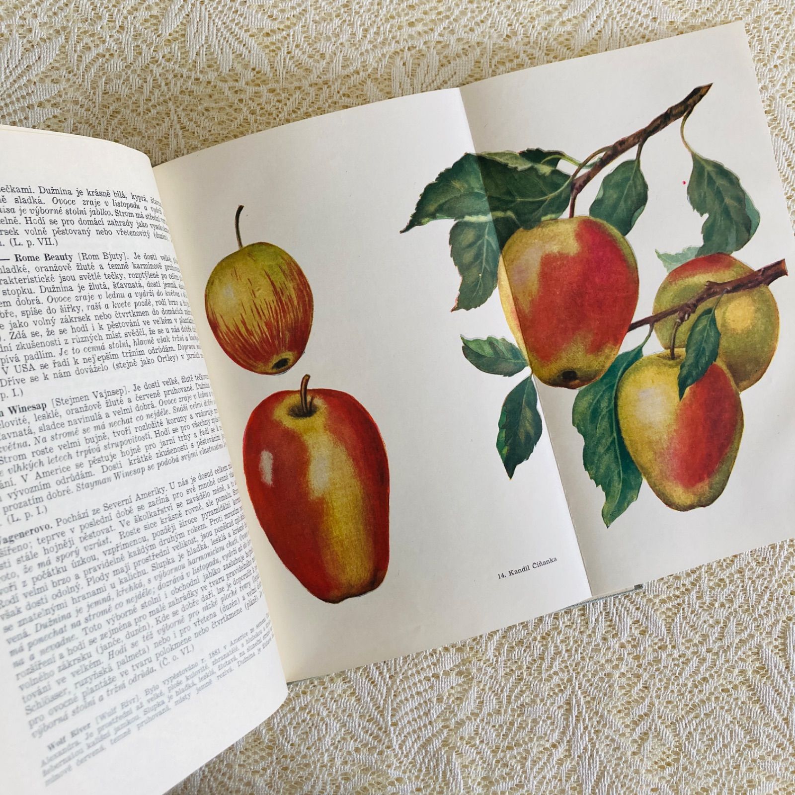 チェコのヴィンテージ果実図鑑 Pomologie 1953年初版 やわらかく写実的