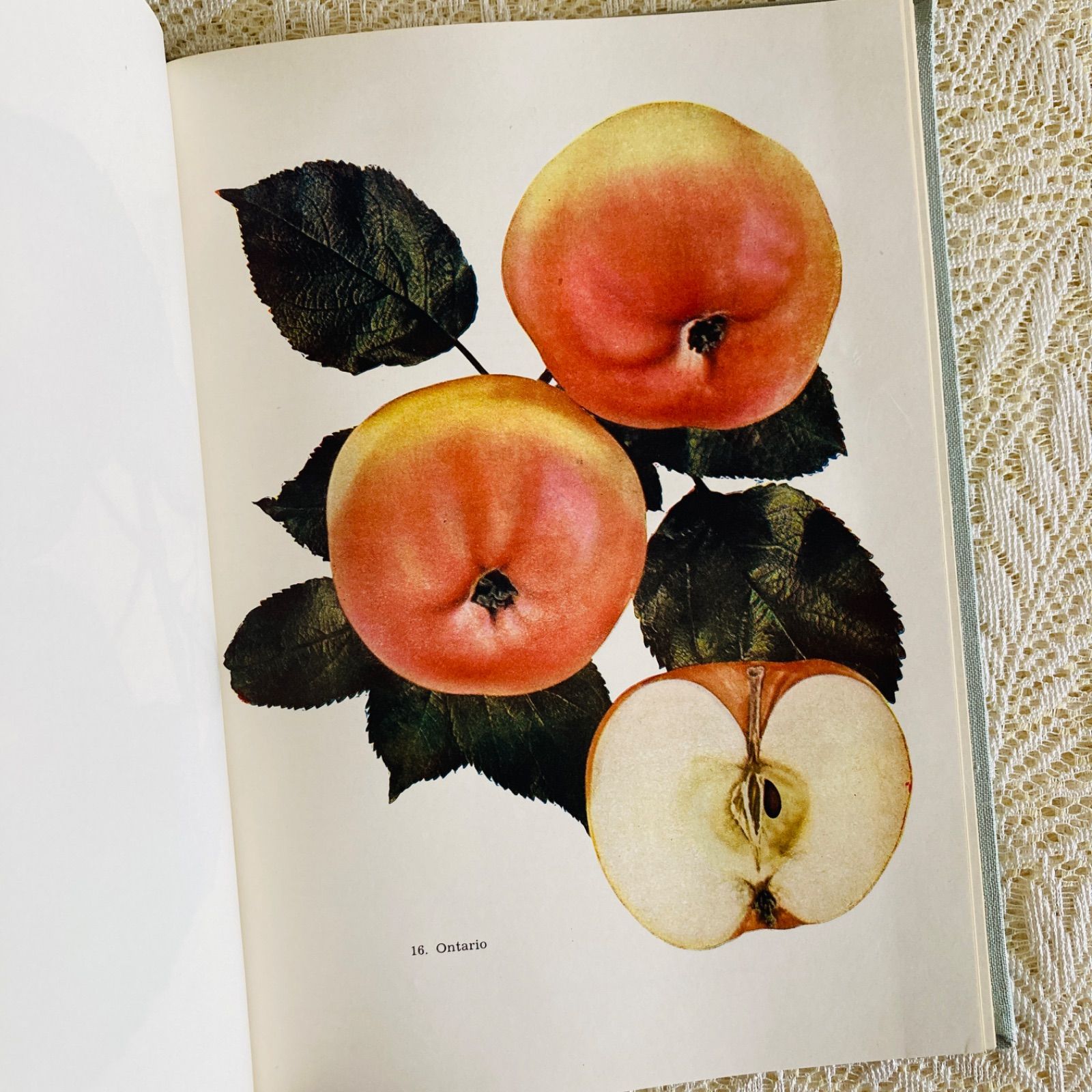チェコのヴィンテージ果実図鑑 Pomologie 1953年初版 やわらかく写実的