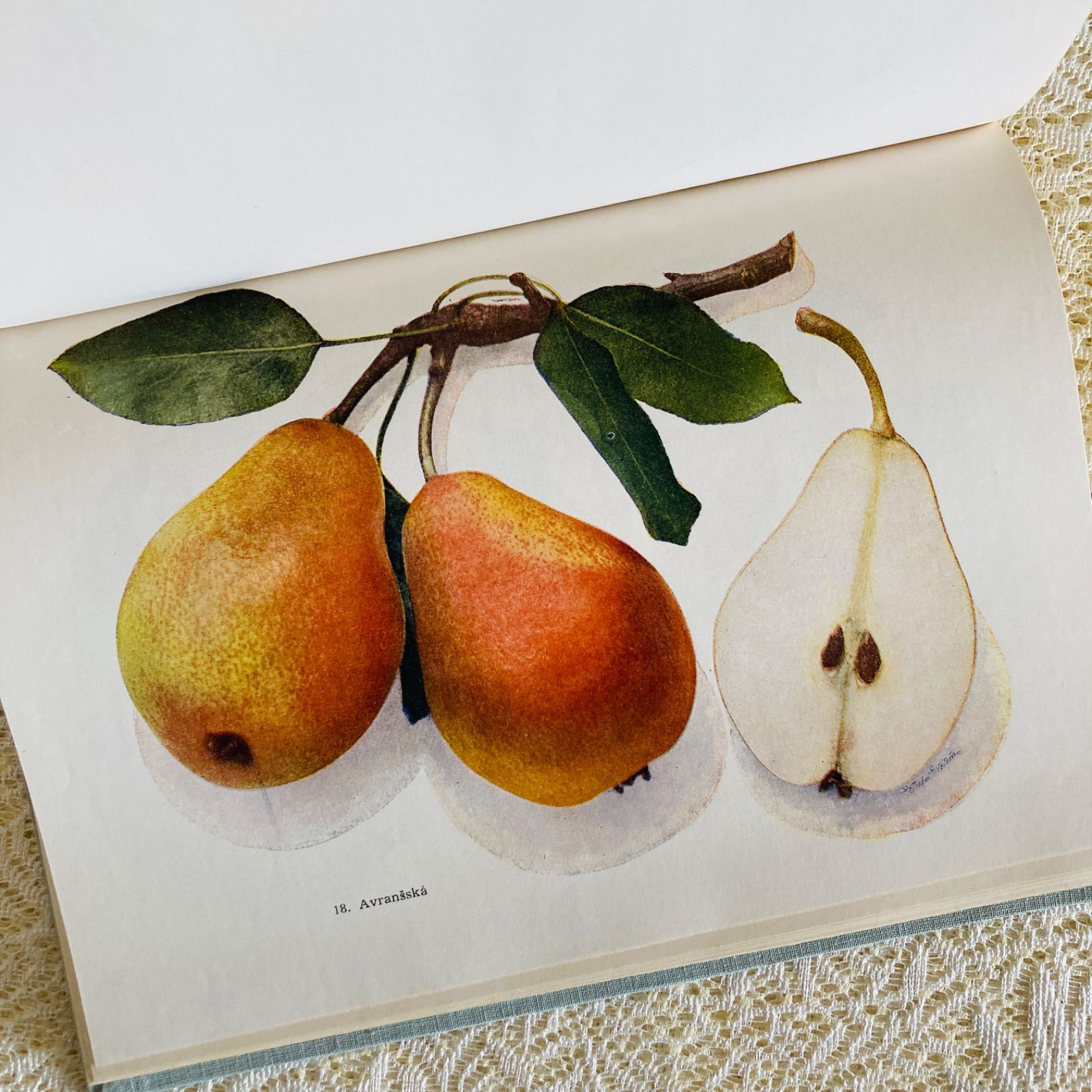 72⑨1952年チェコ果物図鑑　洋書古書　ジャンクジャーナル素材　ボタンニカル チェコのヴィンテージ果実図鑑 Pomologie 1953年初版 やわらかく写実的