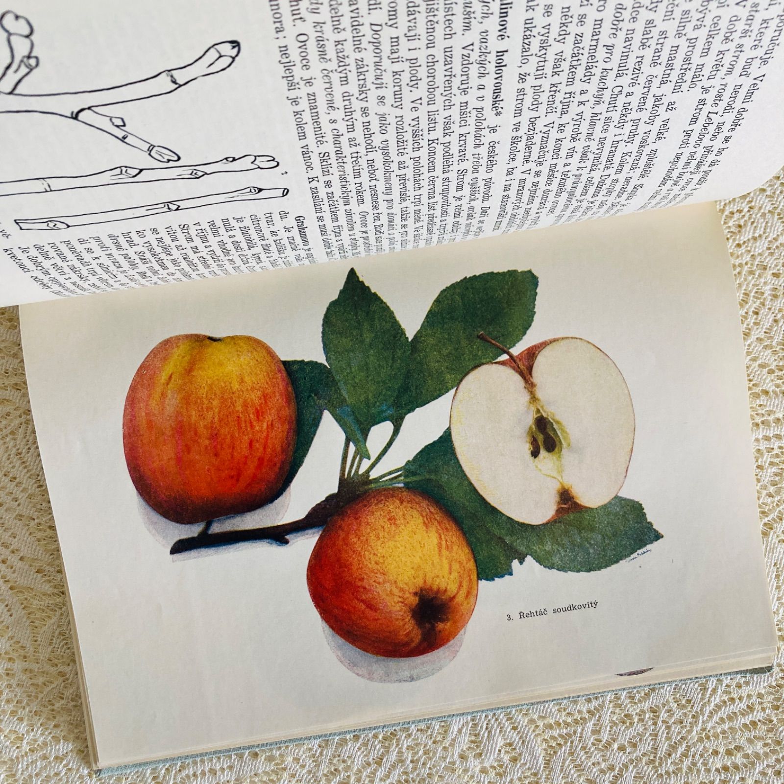 チェコのヴィンテージ果実図鑑 Pomologie 1953年初版 やわらかく写実的