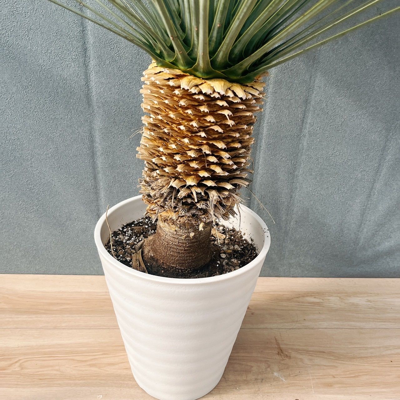 現品］【希少】41番 ユッカロストラータランチョンブルー 8号 観葉植物