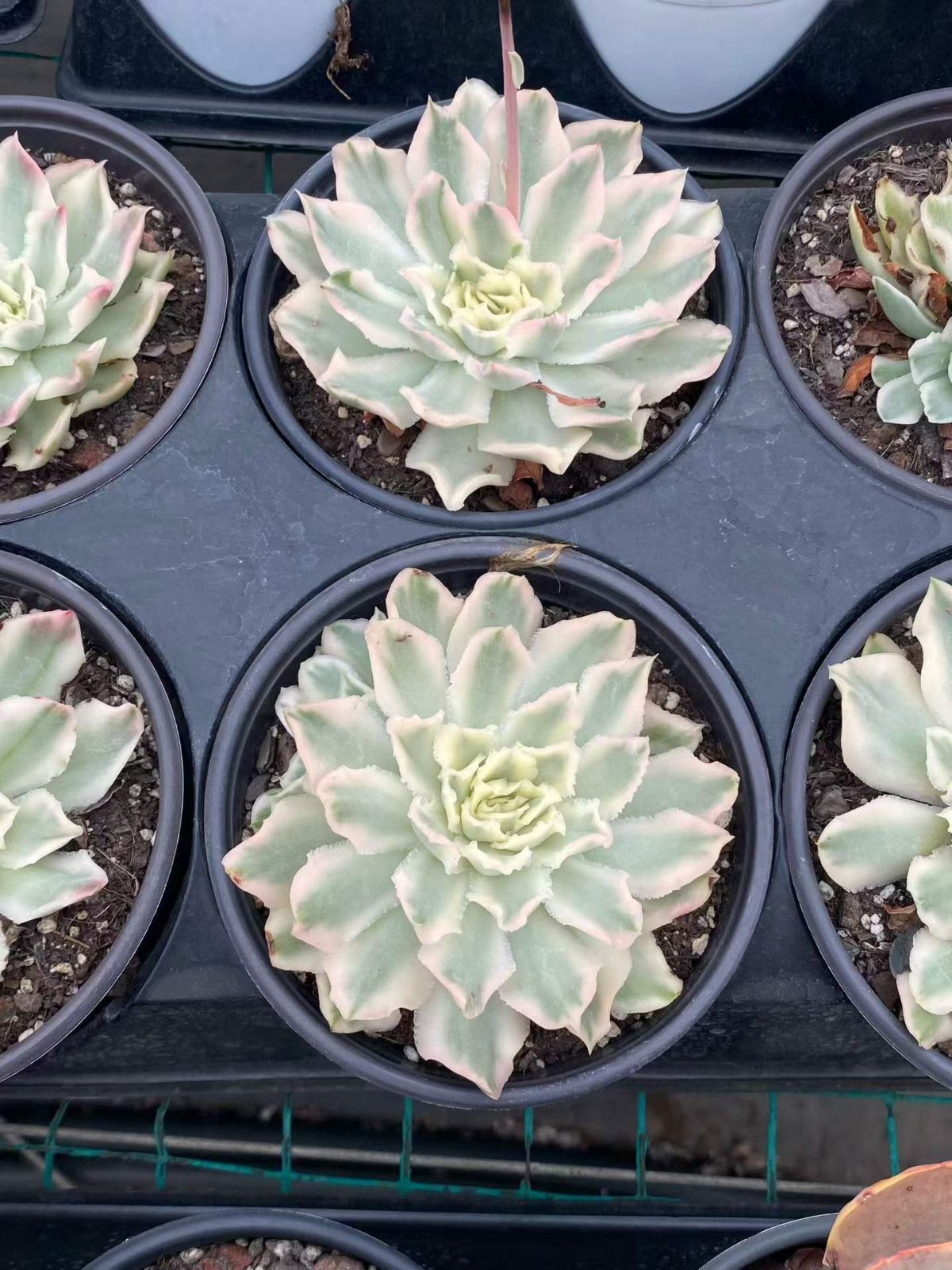 新入荷 20株の抜き苗セット パープルバターフライ錦 多肉植物 佐川急便