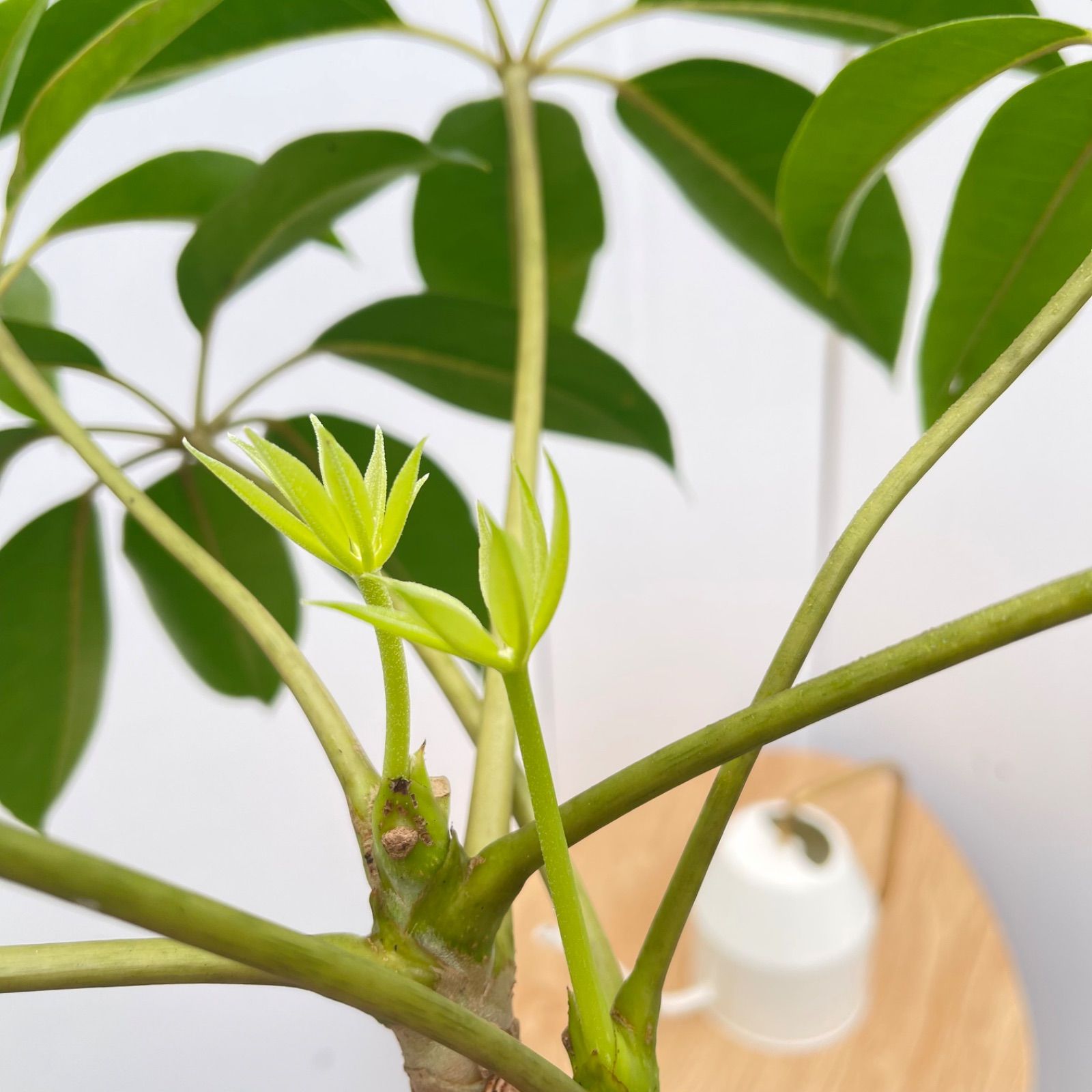 ツピタンサス シェフレラ ピュックレリ 8【現品】観葉植物 室内 大型
