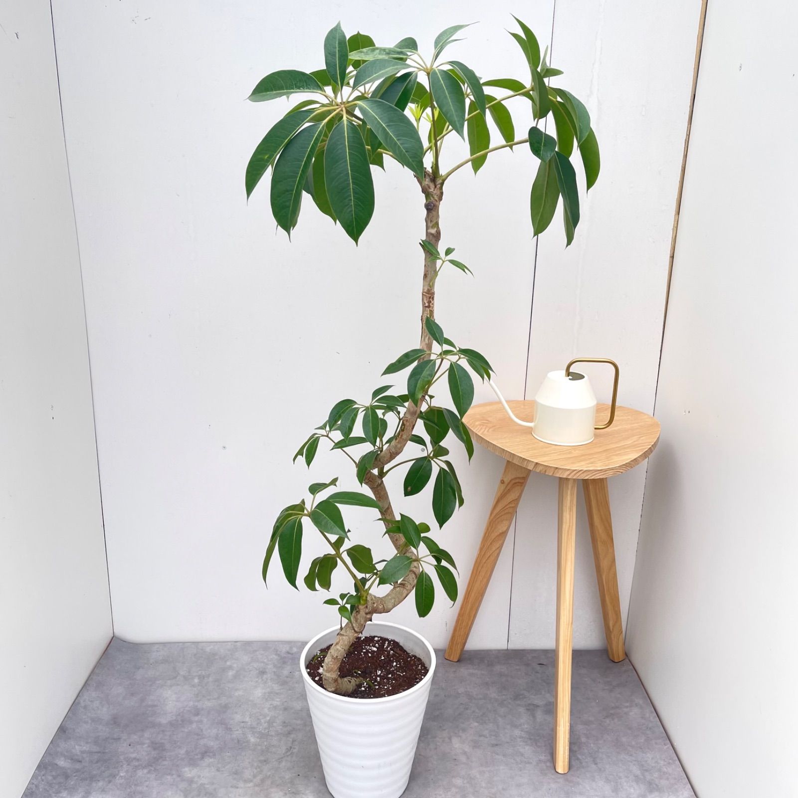 ツピタンサス シェフレラ ピュックレリ 8【現品】観葉植物 室内 大型
