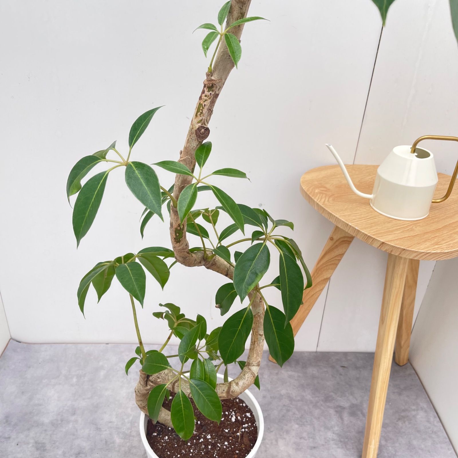 ツピタンサス シェフレラ ピュックレリ 8【現品】観葉植物 室内 大型