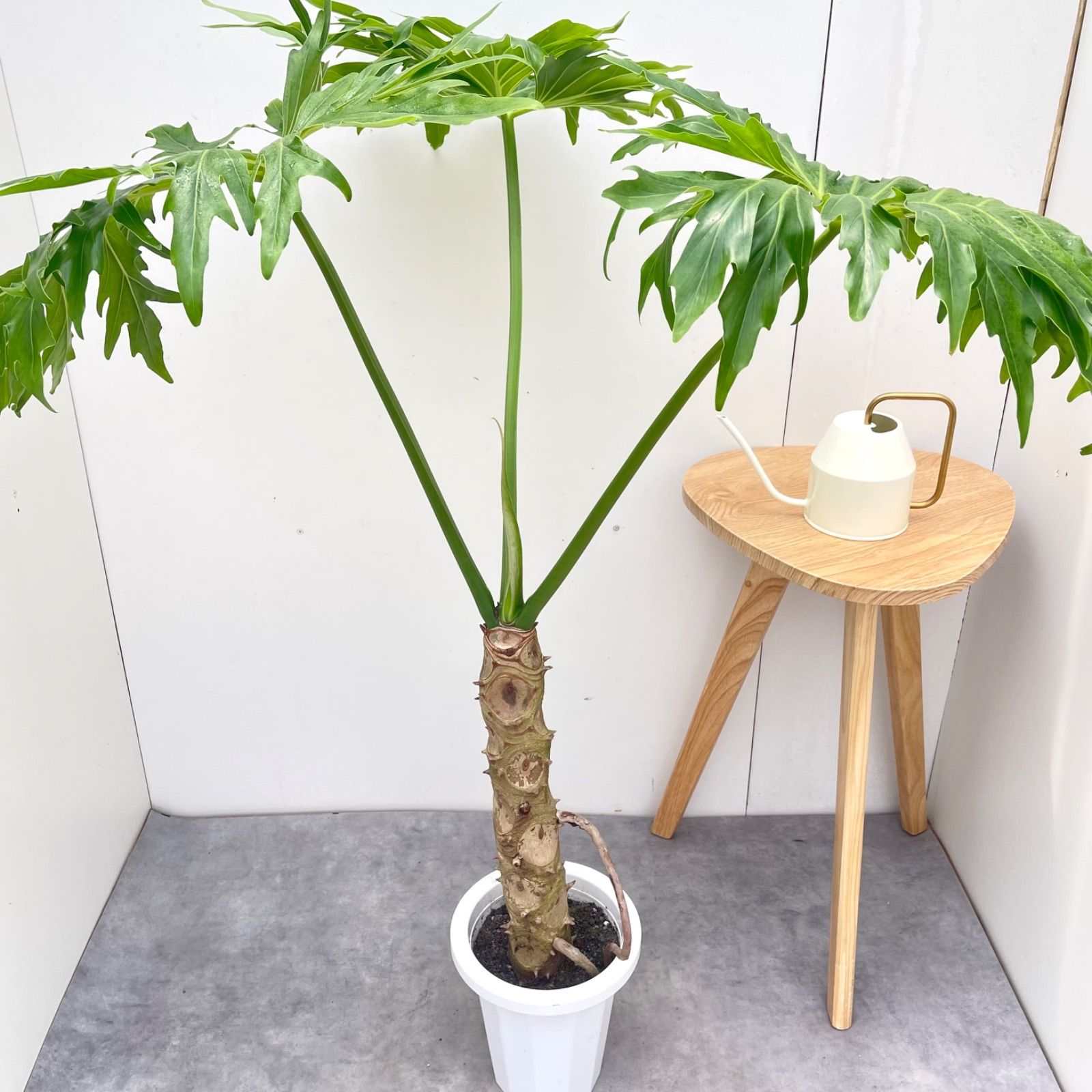 フィロデンドロン　セローム　幹上がり　10【現品】観葉植物　室内　大型 12,876円