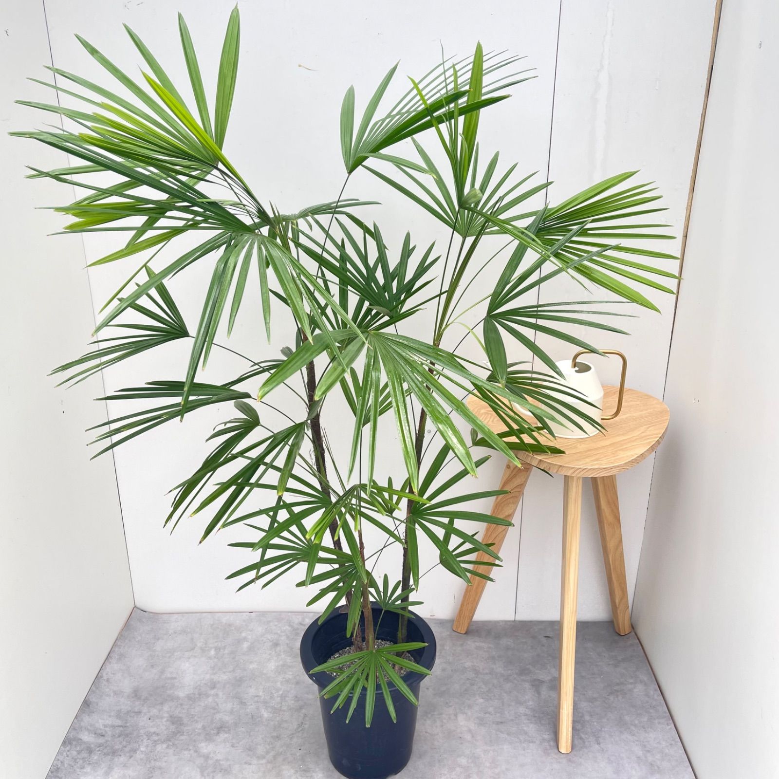 現品 棕櫚観葉植物 竹大型 8号 シュロチク ヤシ【現品】観葉植物 室内 大型