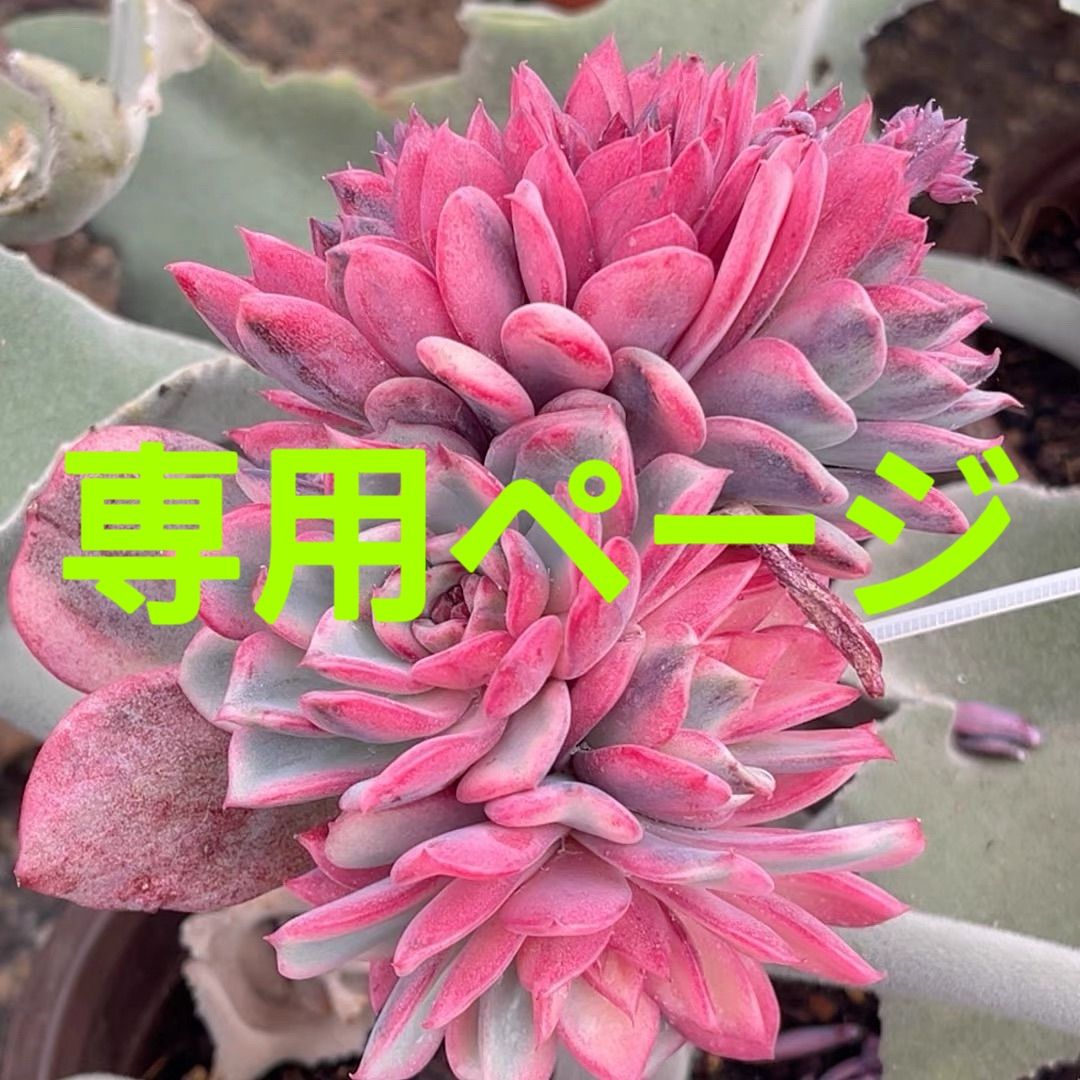 専用ページ　ドロサンテマ　7点