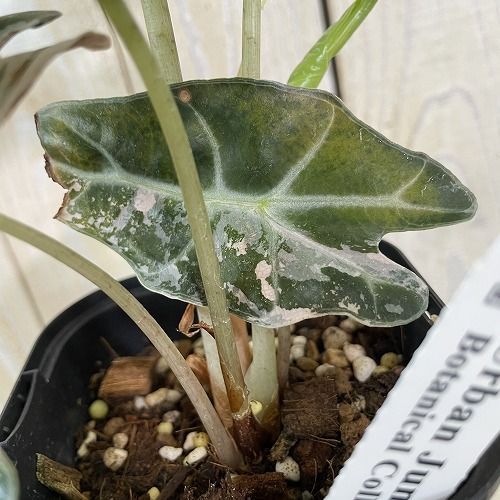 観葉植物 【個体C】アロカシア ポリースノーフレーク ブロケード 3号