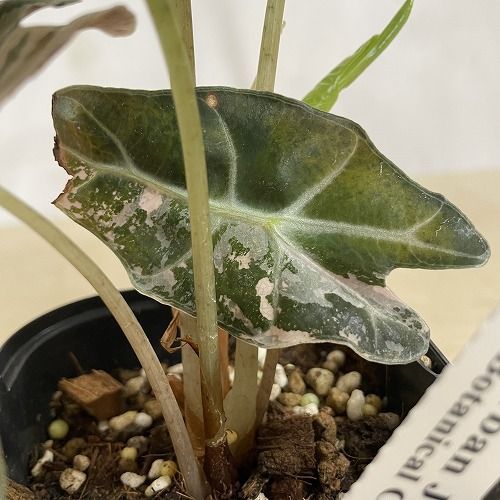 観葉植物 【個体C】アロカシア ポリースノーフレーク ブロケード 3号