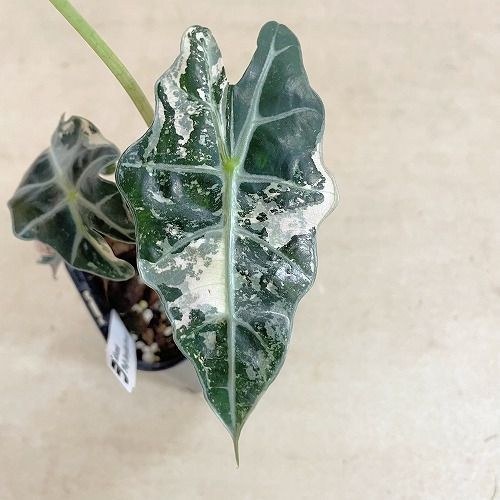 観葉植物 【個体C】アロカシア ポリースノーフレーク ブロケード 3号