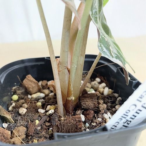 観葉植物 【個体C】アロカシア ポリースノーフレーク ブロケード 3号