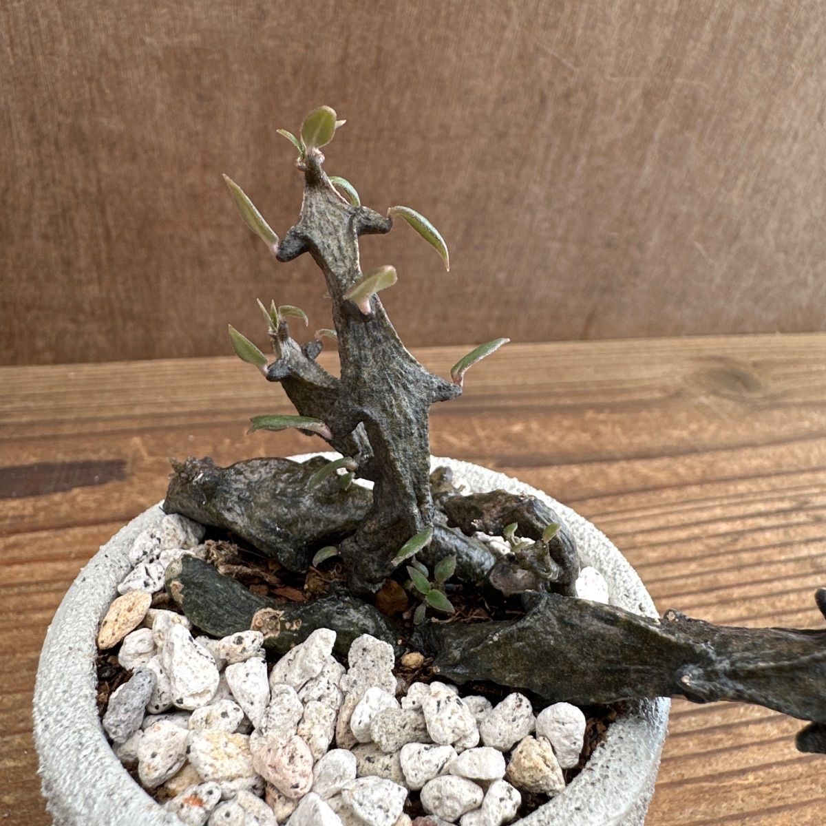 セロペギア ボッセリ 希少 珍奇 多肉植物 セロペギア ボッセリ 希少