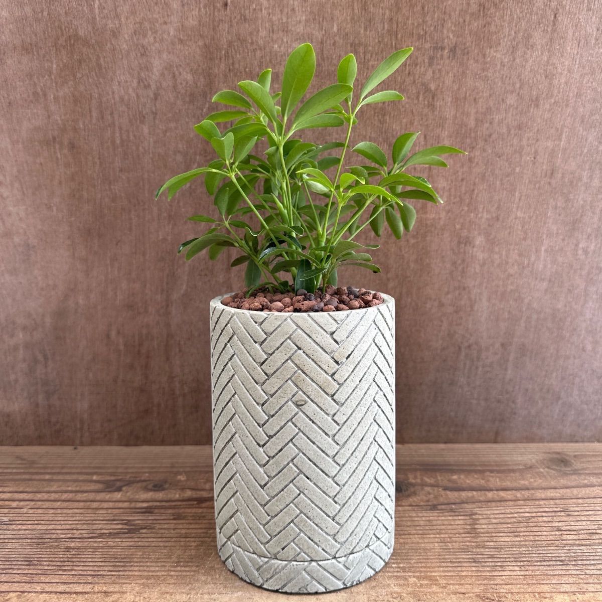 シェフレラ　コンパクタ　陶器鉢 シェフレラ コンパクタ 陶器鉢Ⅳ 現品 Schefflera arboricola