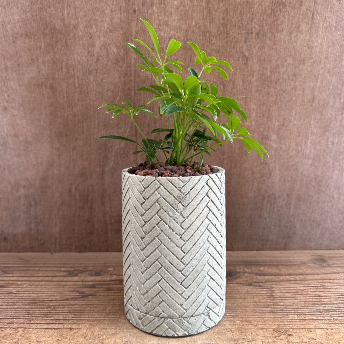 シェフレラ コンパクタ 陶器鉢Ⅳ 現品 Schefflera arboricola