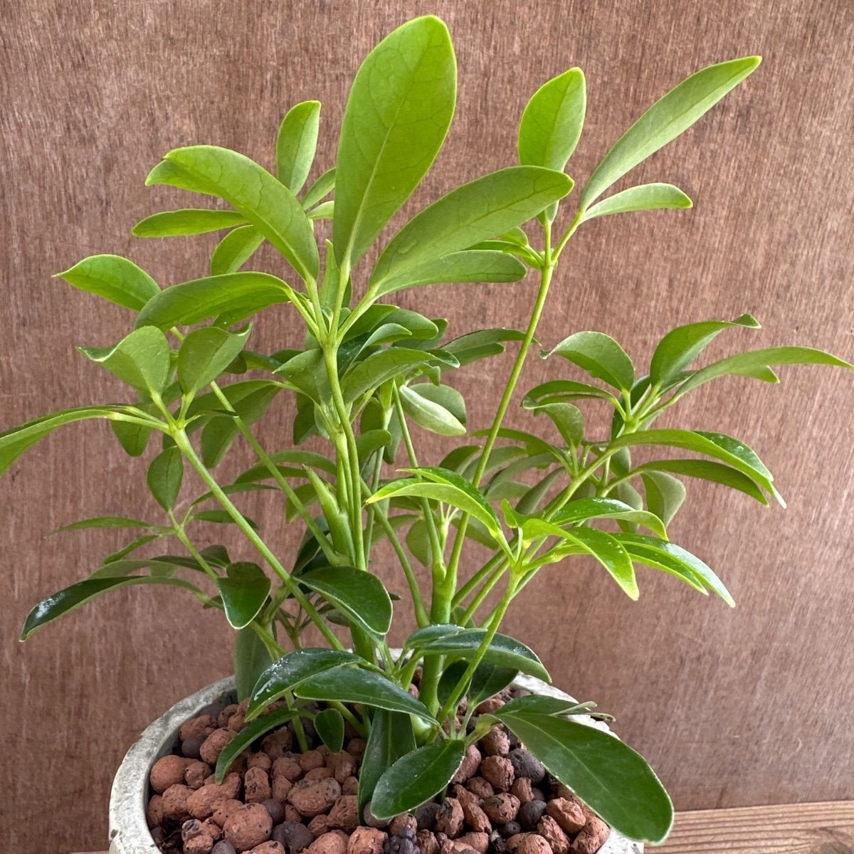 シェフレラ コンパクタ 陶器鉢Ⅳ 現品 Schefflera arboricola
