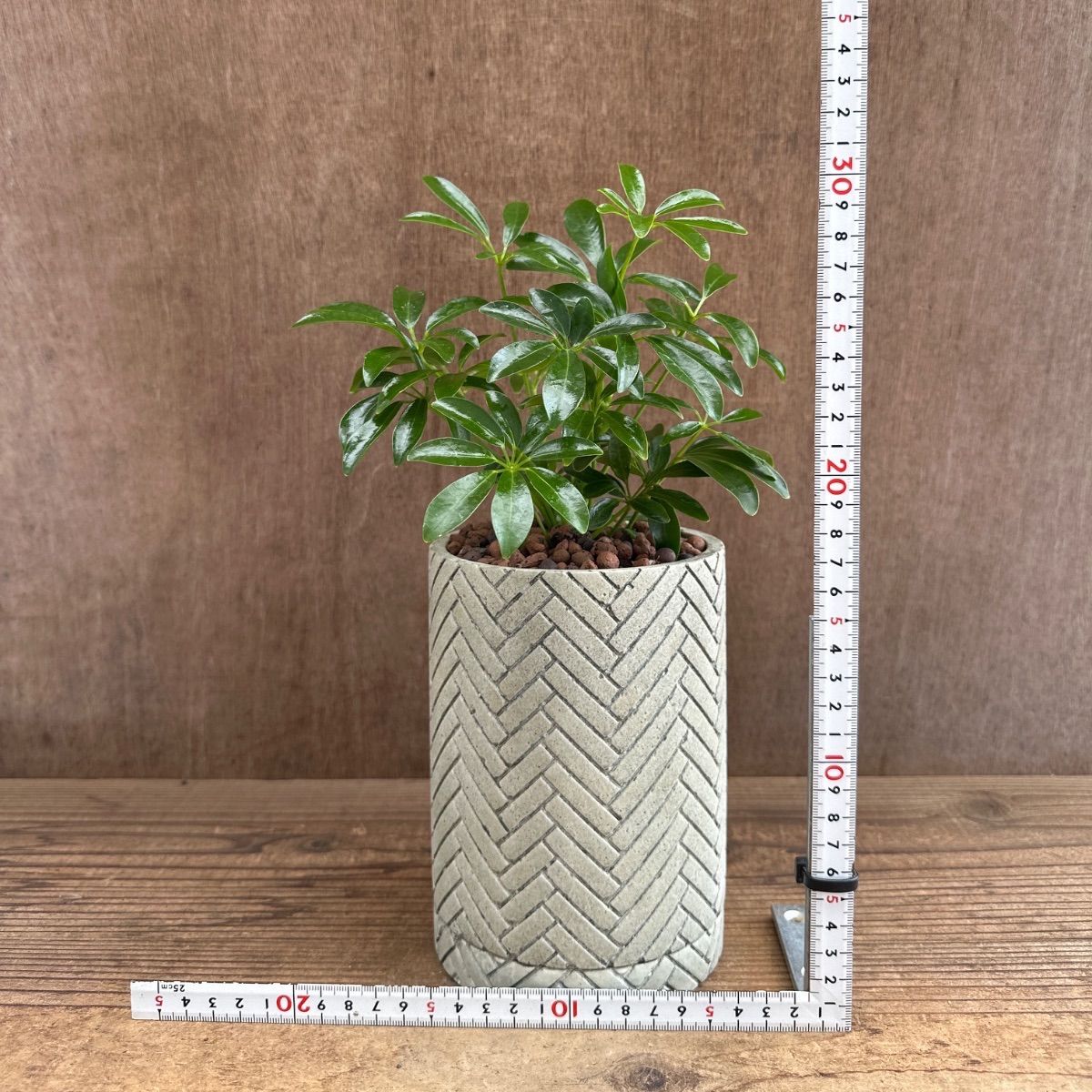 シェフレラ コンパクタ 陶器鉢Ⅳ 現品 Schefflera arboricola
