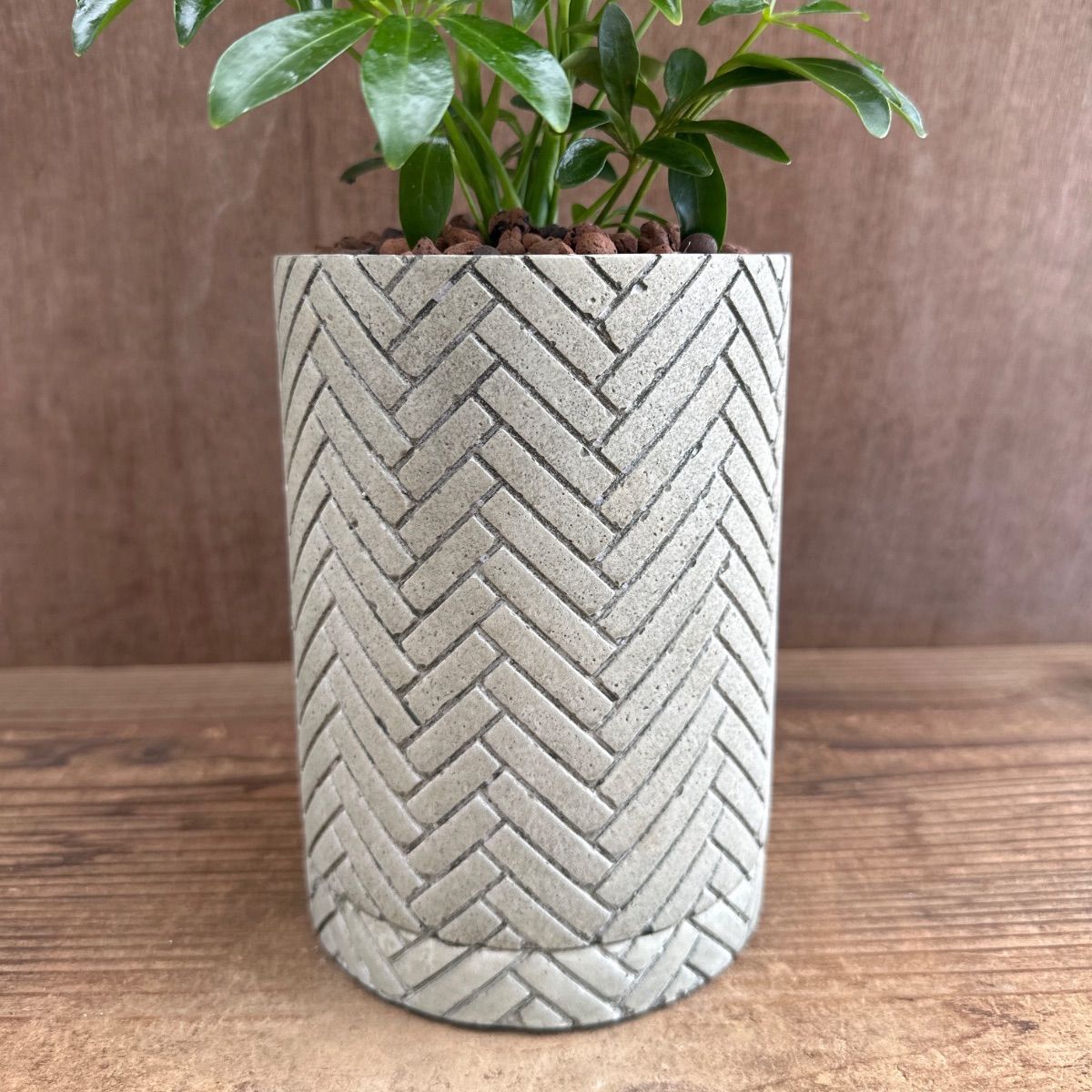 シェフレラ コンパクタ 陶器鉢Ⅳ 現品 Schefflera arboricola