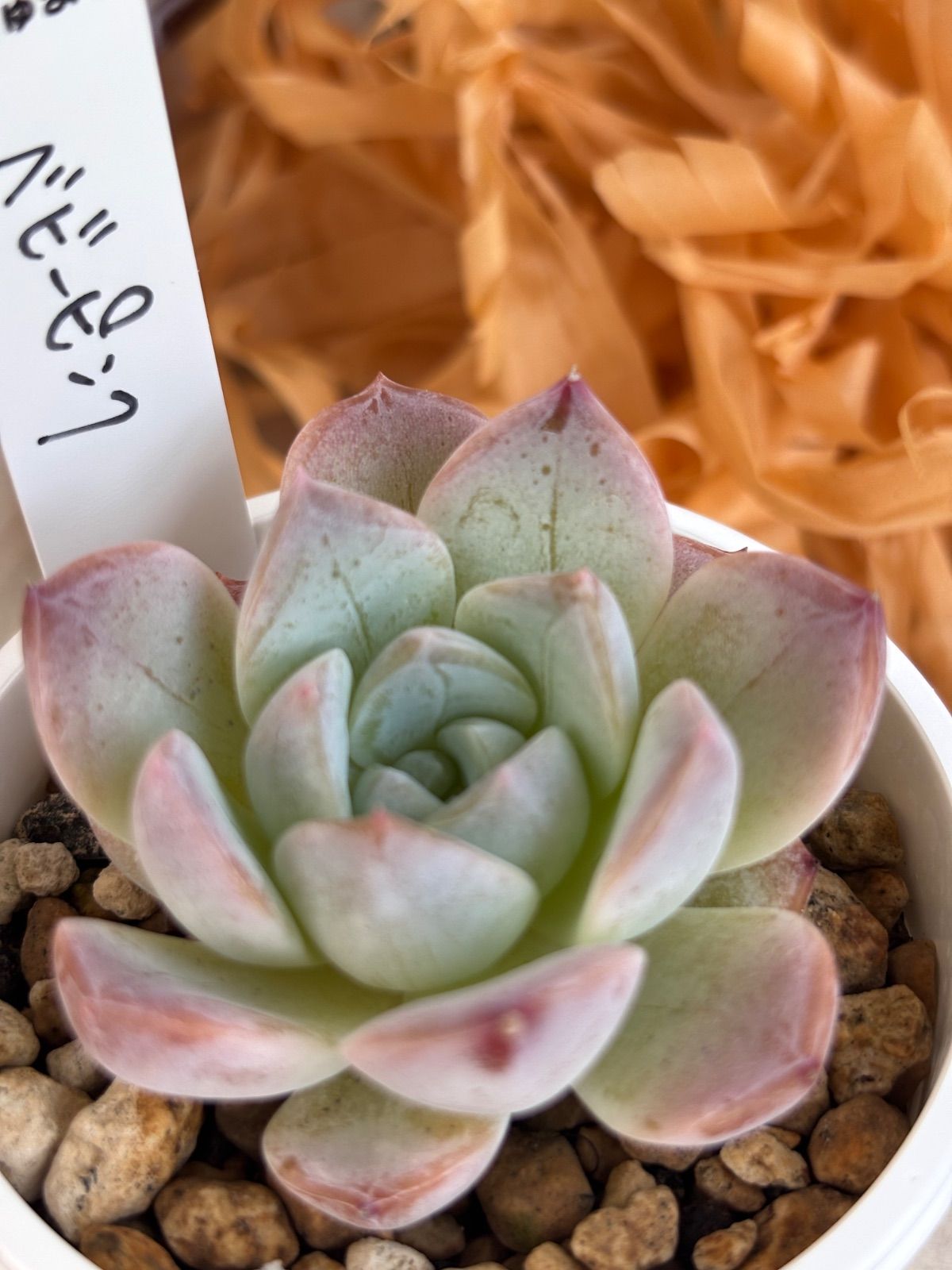 多肉植物🩷ベビーピンク🩷韓国苗 抜き苗 ほんのりピンクが素敵 - メルカリ