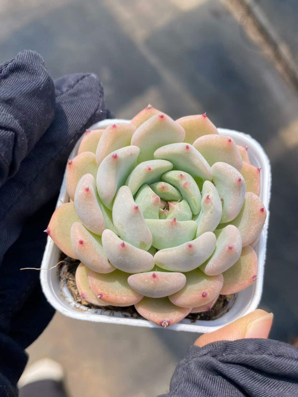 多肉植物 多肉植物 Z6666 エース 24株 抜き苗 エケベリア セダム アエオニウム