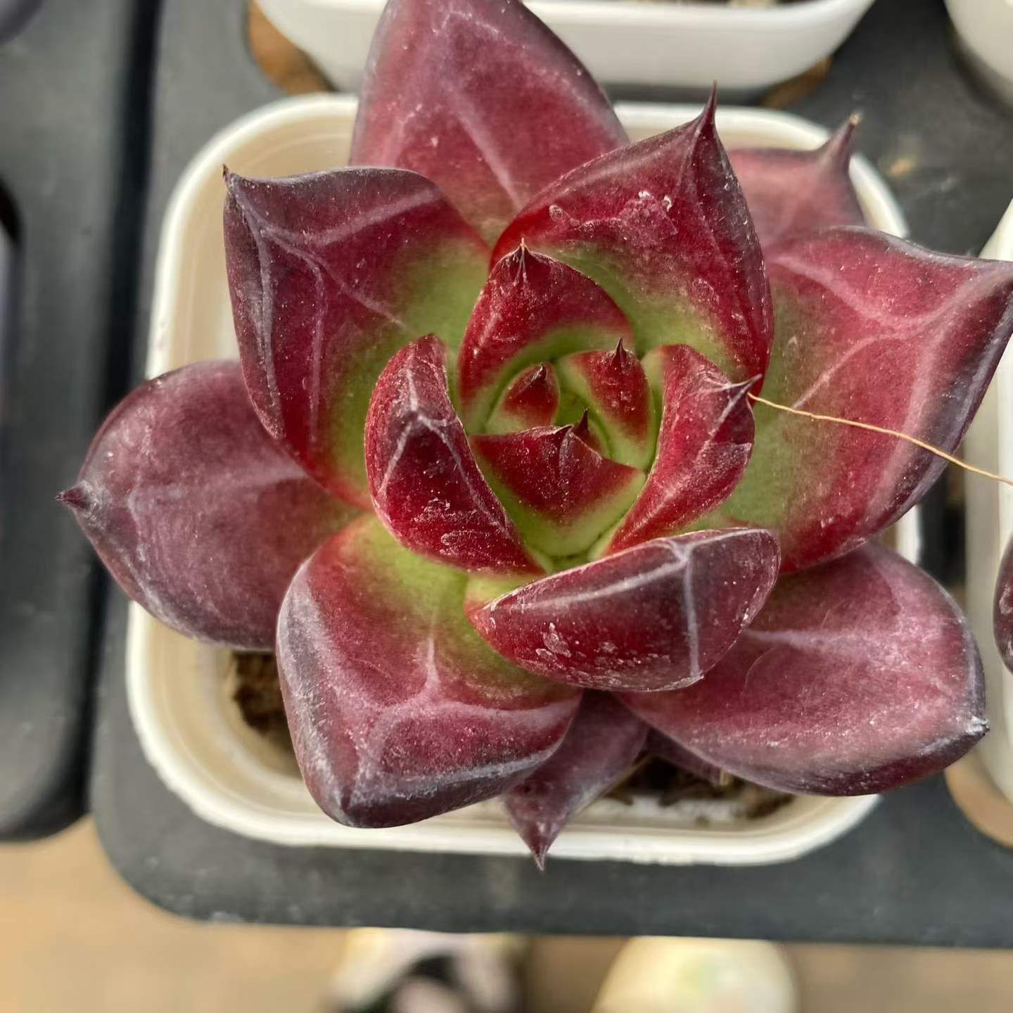 多肉植物 Z6611 カイエン 24 抜き苗 エケベリア セダム アエオニウム