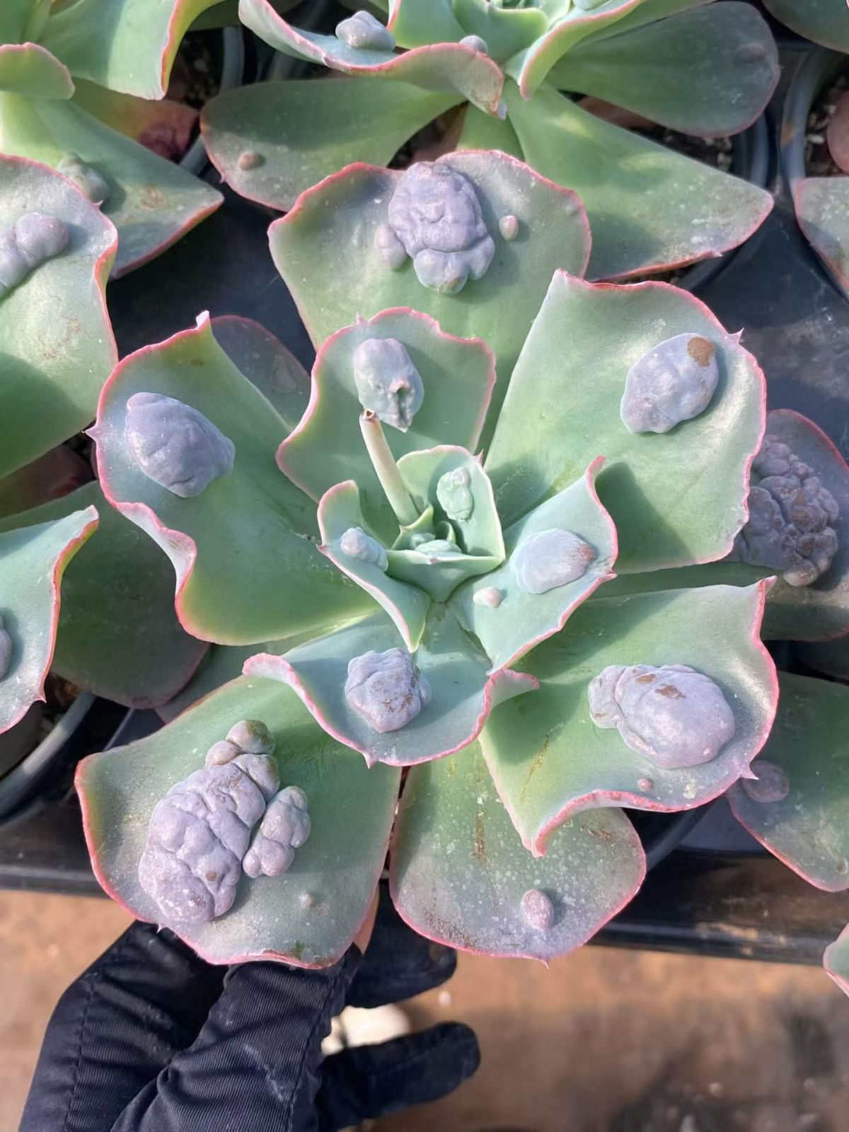観葉植物 パンダガジュマル 斑入り S級カット苗(絶品、訳あり)早い物勝ち