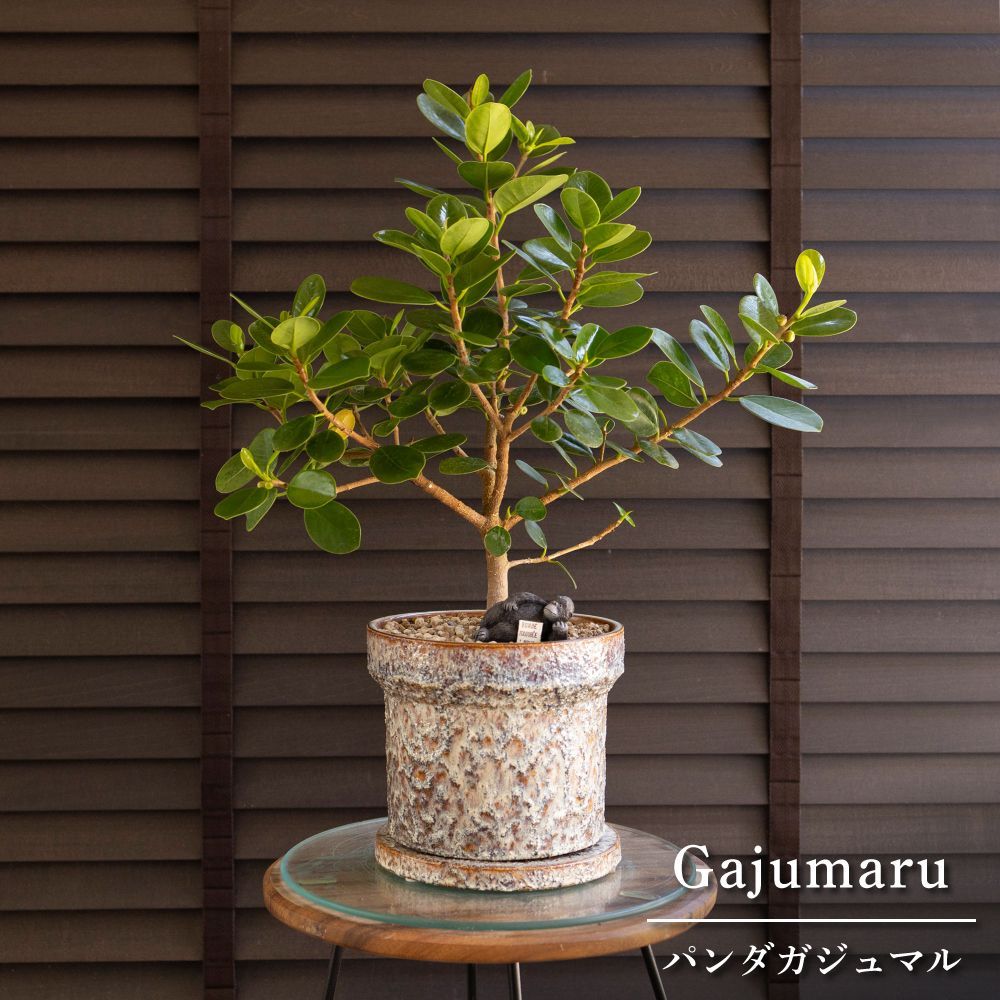 パンダガジュマル 6号 陶器鉢 ピック付 観葉植物 ガジュマルの木 多幸