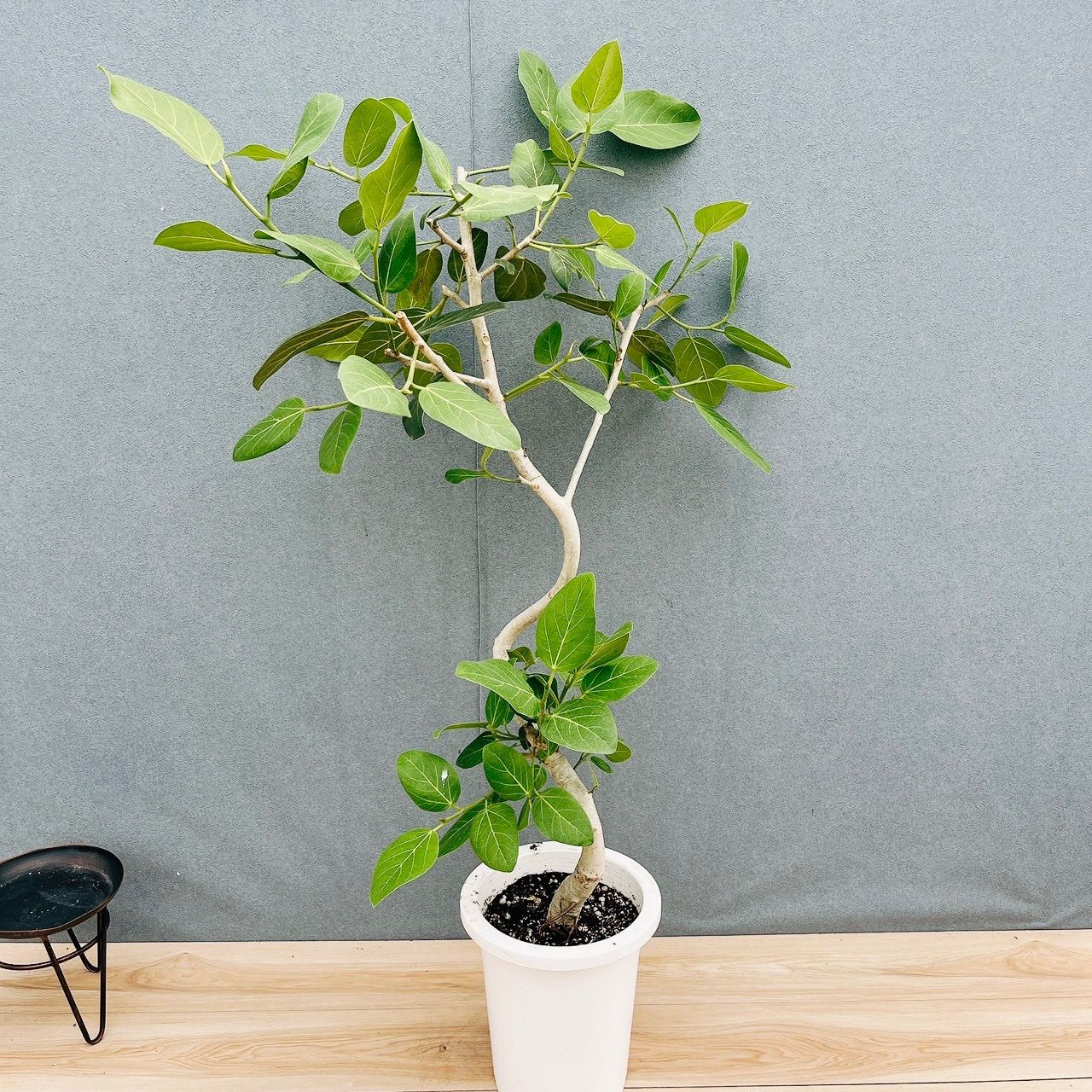 ［現品］20番　フィカス　ベンガレンシス　曲がり 8号　観葉植物　室内　ゴムの木　育てやすい　おしゃれ