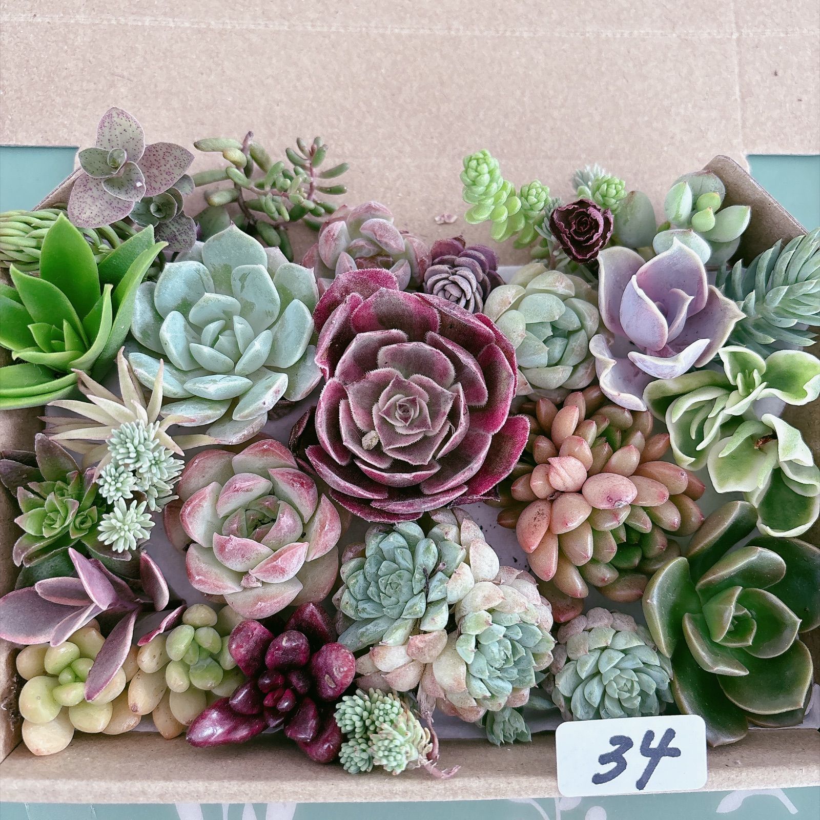 34 多肉植物寄せ植えセットアエオニウム入り - メルカリ