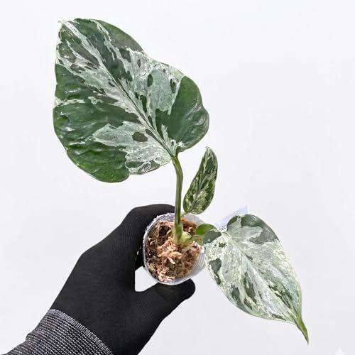 JolieNursery（ジョリーナーセリー）斑入りモンステラ ベトシオーサ（デリシオーサ系）2号【流通量の少ない希少コレクション株】観葉植物 本物 室内向け送料無料