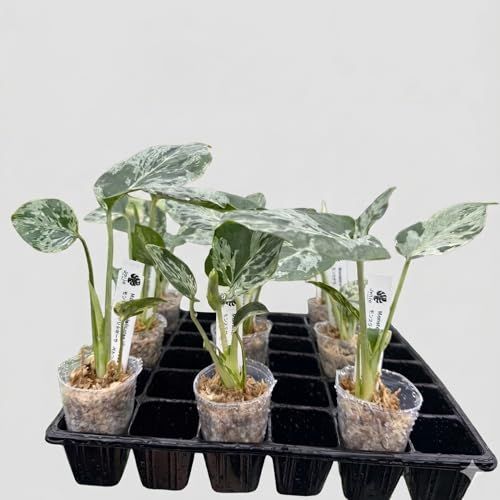 JolieNursery（ジョリーナーセリー）斑入りモンステラ ベトシオーサ（デリシオーサ系）2号【流通量の少ない希少コレクション株】観葉植物 本物 室内向け送料無料