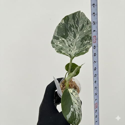 JolieNursery（ジョリーナーセリー）斑入りモンステラ ベトシオーサ（デリシオーサ系）2号【流通量の少ない希少コレクション株】観葉植物 本物 室内向け送料無料