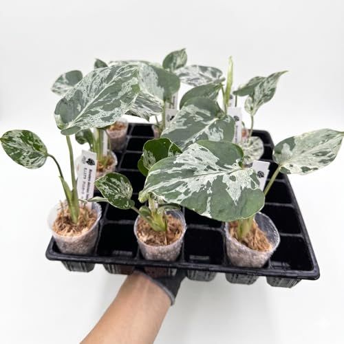 JolieNursery（ジョリーナーセリー）斑入りモンステラ ベトシオーサ（デリシオーサ系）2号【流通量の少ない希少コレクション株】観葉植物 本物 室内向け送料無料