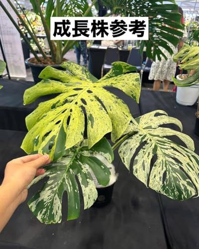 JolieNursery（ジョリーナーセリー）斑入りモンステラ ベトシオーサ（デリシオーサ系）2号【流通量の少ない希少コレクション株】観葉植物 本物 室内向け送料無料