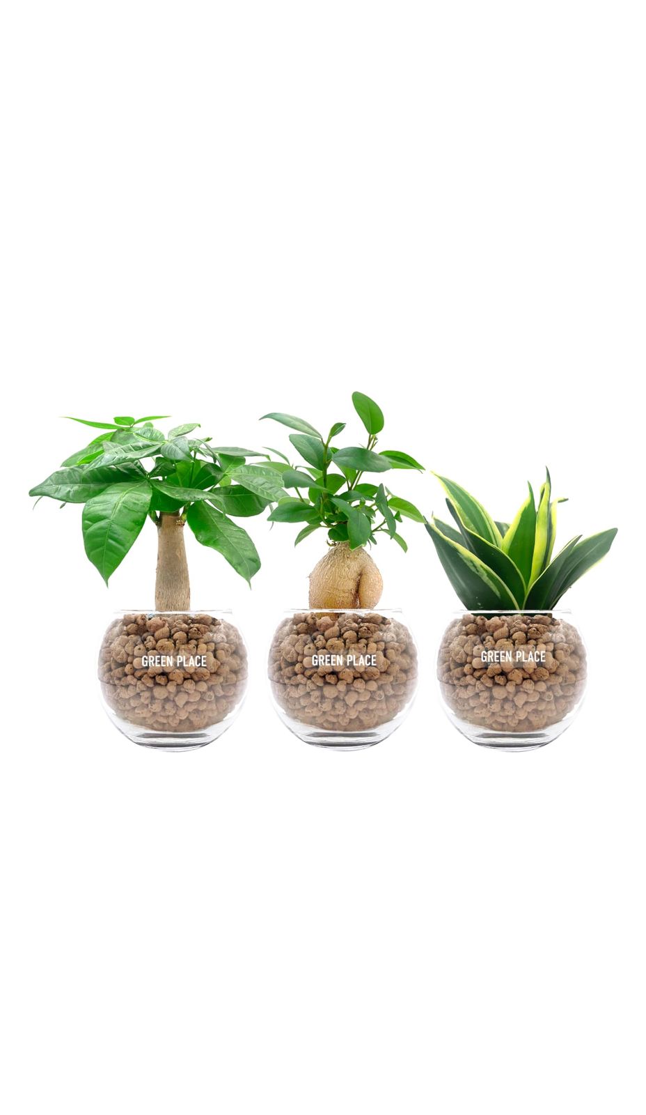 観葉植物 本物 ミニ 3点セット ギフト 【鉢 × 植え込み材を選べる】 ガジュマル パキラ サンスベリア ハイドロカルチャー バルーン鉢 TNｍａ bfbc10e2