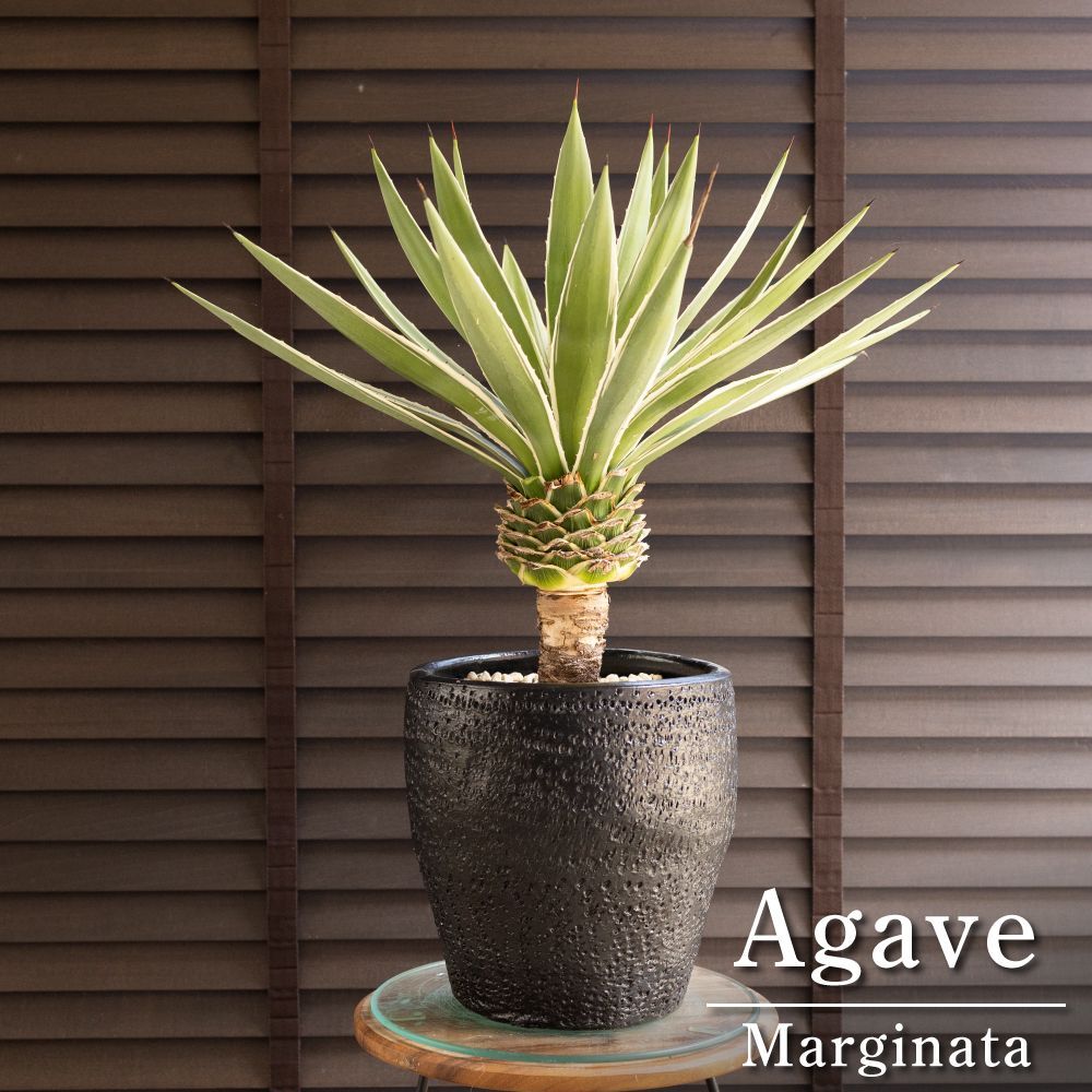 幹上がり アガベ ハクセンコウ Agave Marginata 白閃光 8号 陶器鉢 0801BK