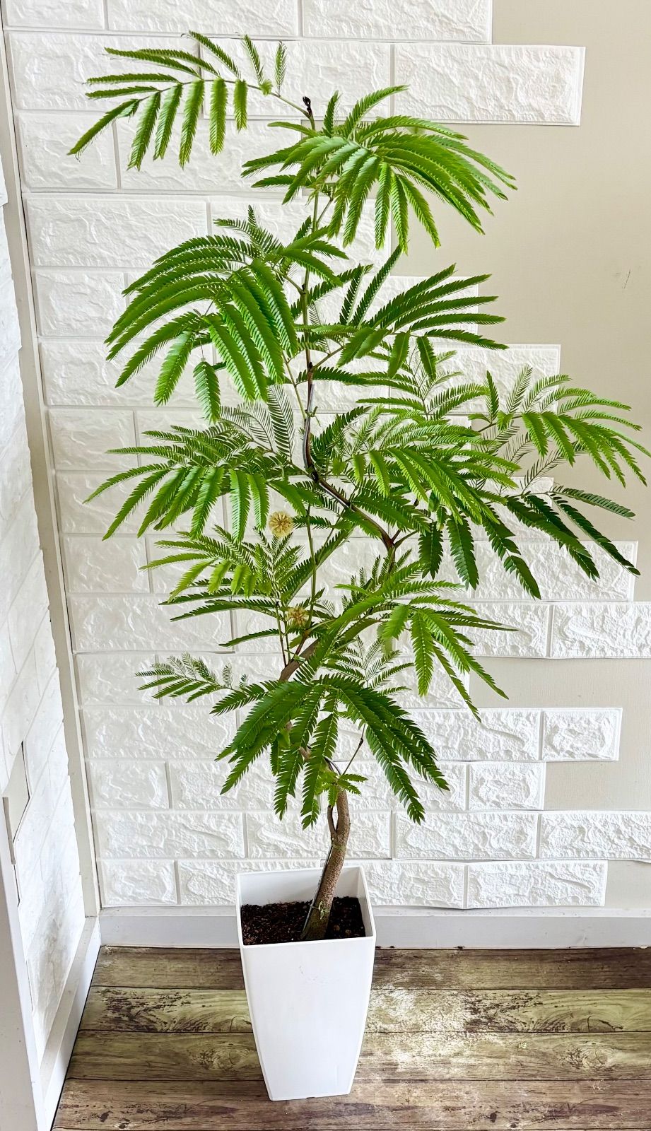現品】エバーフレッシュ 曲がり樹形 7号鉢 観葉植物 - メルカリ