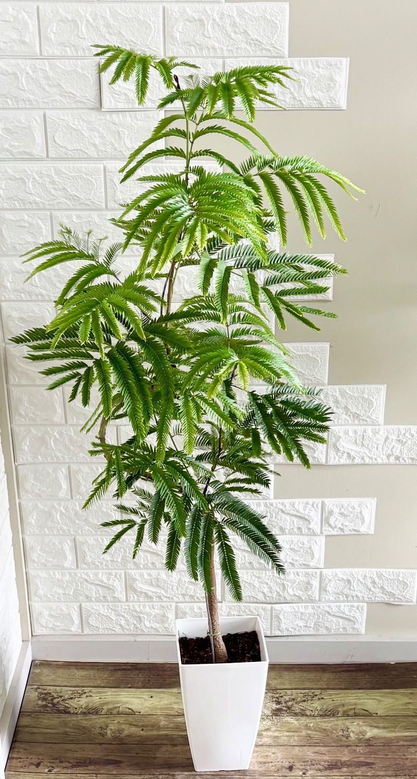 現品】エバーフレッシュ 螺旋状曲がり樹形 7号鉢 観葉植物 - メルカリ 現品】エバーフレッシュ 螺旋状曲がり樹形 7号鉢 観葉植物 - メルカリ
