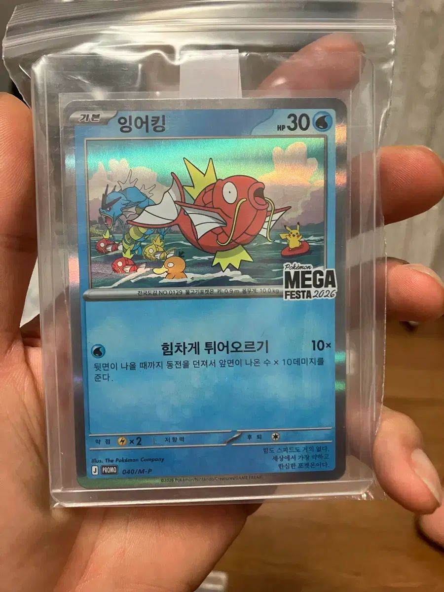 ポケモンカード TCG MEGA フェスタ 2026 プロモカード コイキング 開封