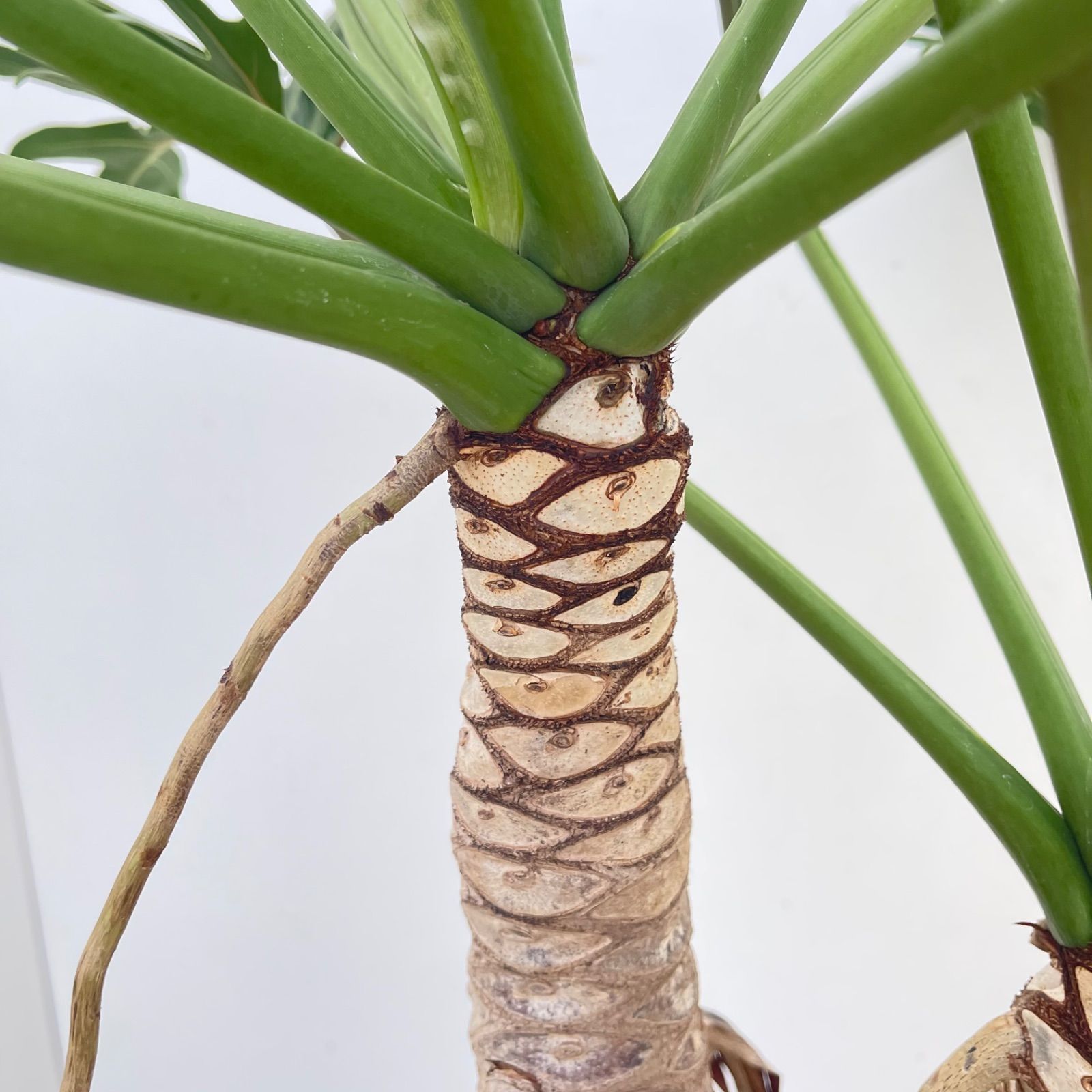 フィロデンドロン ジャイアントザナドゥ 幹上がり 12【現品】観葉植物