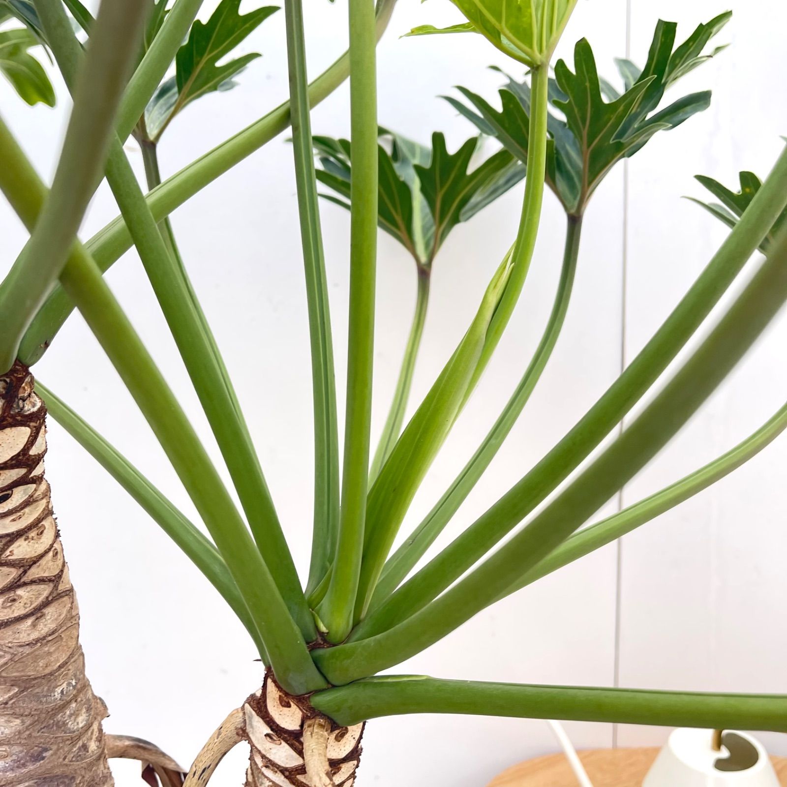 フィロデンドロン ジャイアントザナドゥ 幹上がり 12【現品】観葉植物