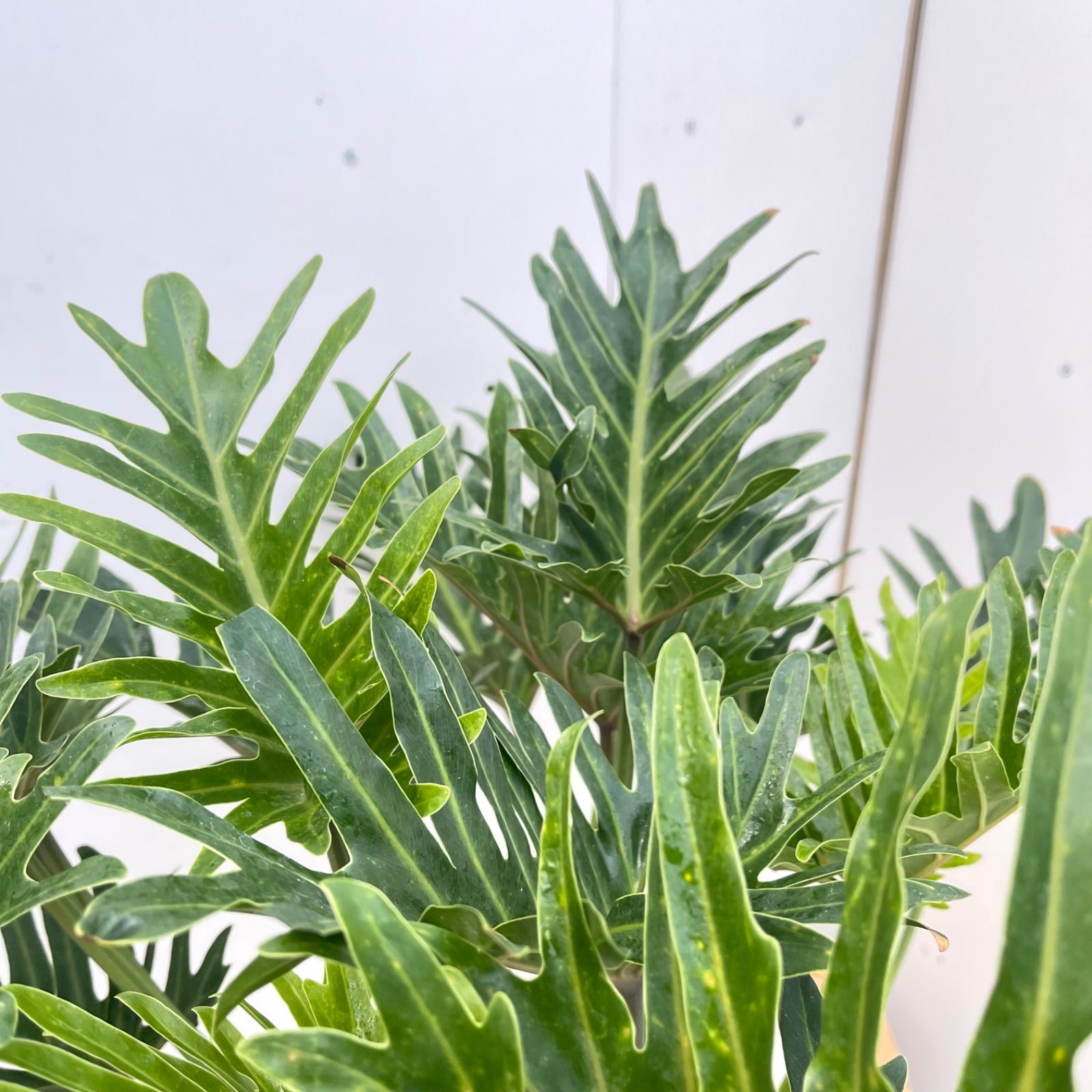フィロデンドロン ジャイアントザナドゥ 幹上がり 12【現品】観葉植物