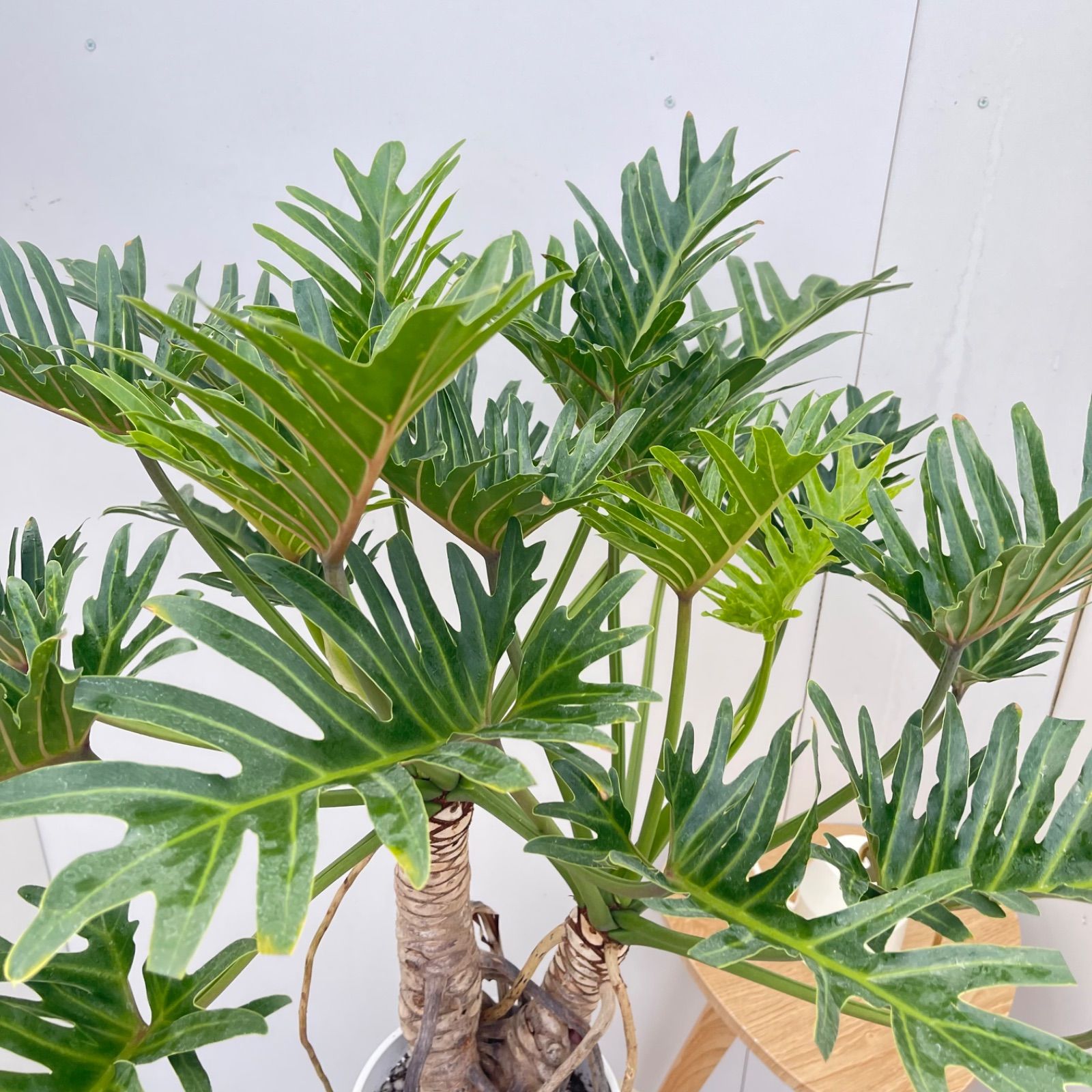 フィロデンドロン ジャイアントザナドゥ 幹上がり 12【現品】観葉植物