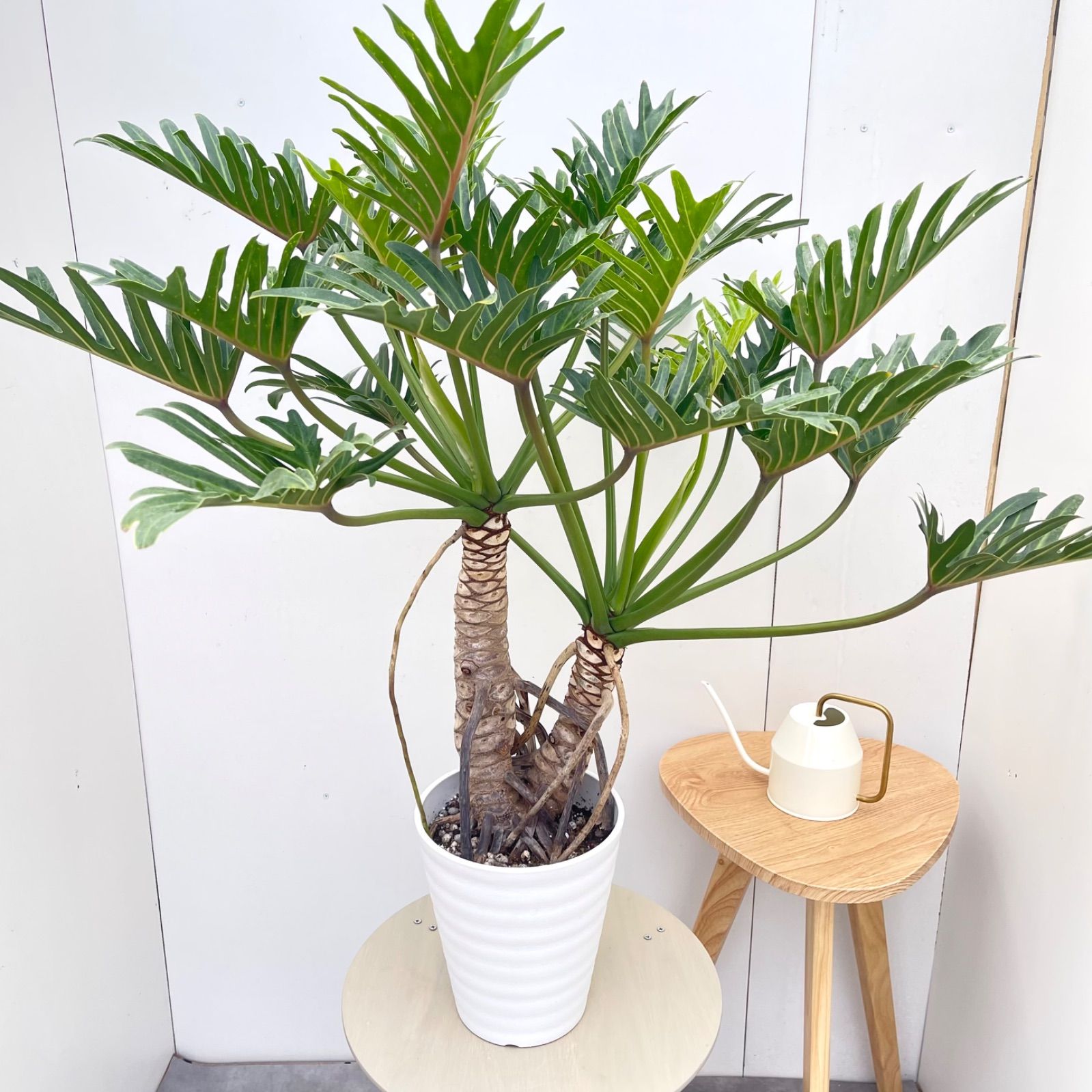 フィロデンドロン　ジャイアントザナドゥ　幹上がり　12【現品】観葉植物　室内　7号 9,324円