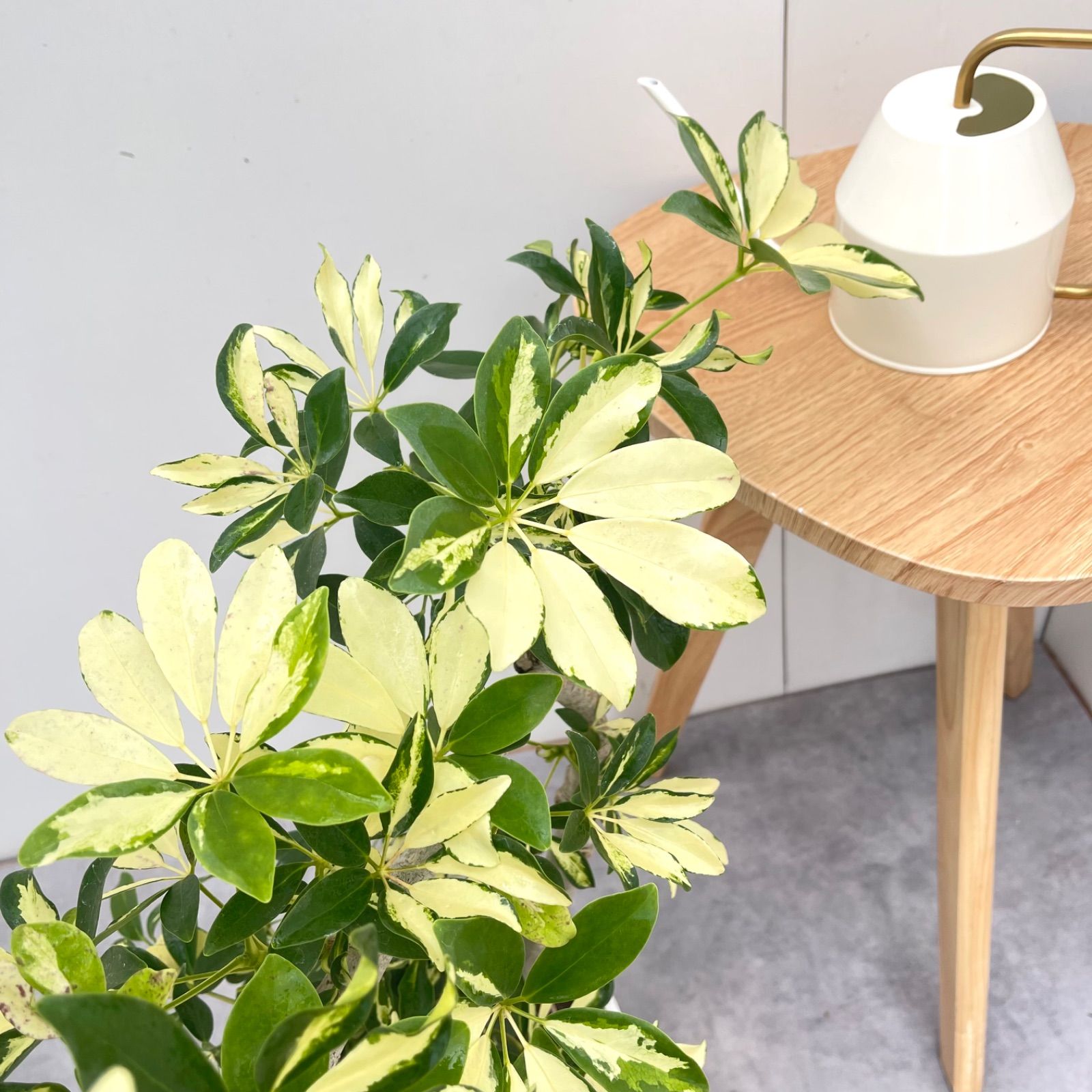 シェフレラ グランディー 曲がり 31【現品】 観葉植物 室内 斑入り