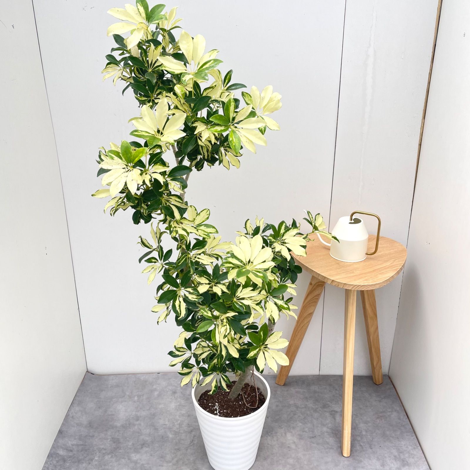 シェフレラ　グランディー　曲がり　31【現品】 観葉植物　室内　斑入り　大型